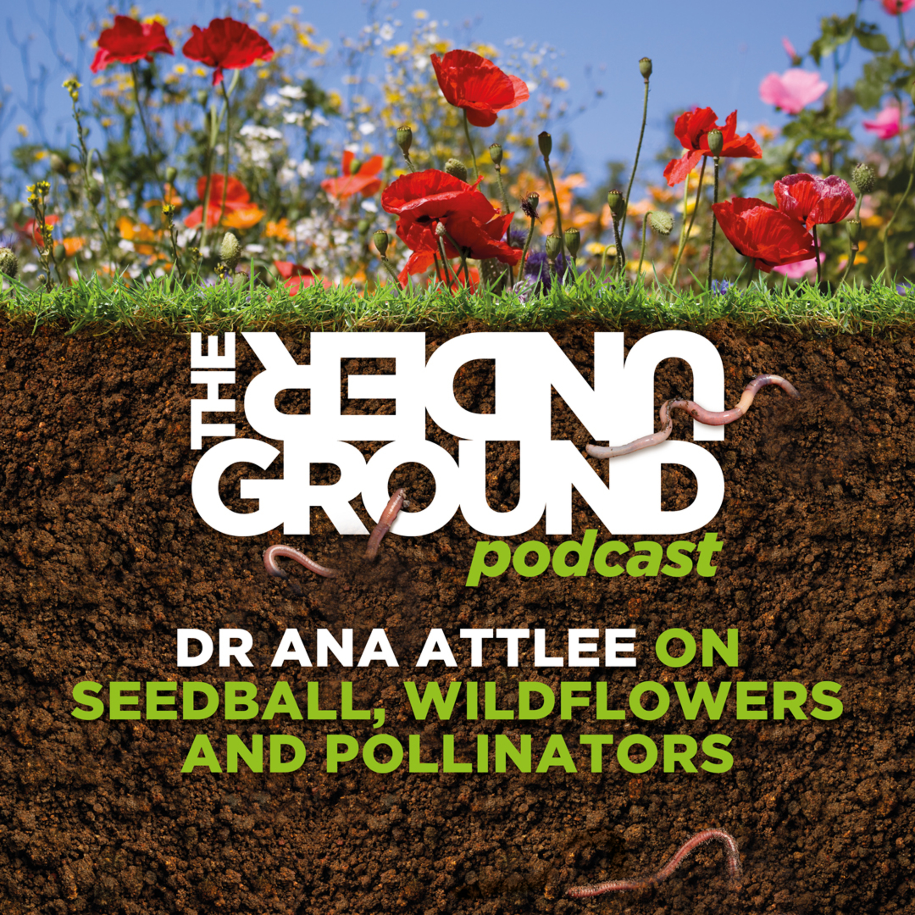 Dr Ana Attlee on Seedball, Wildflowers and Pollinators