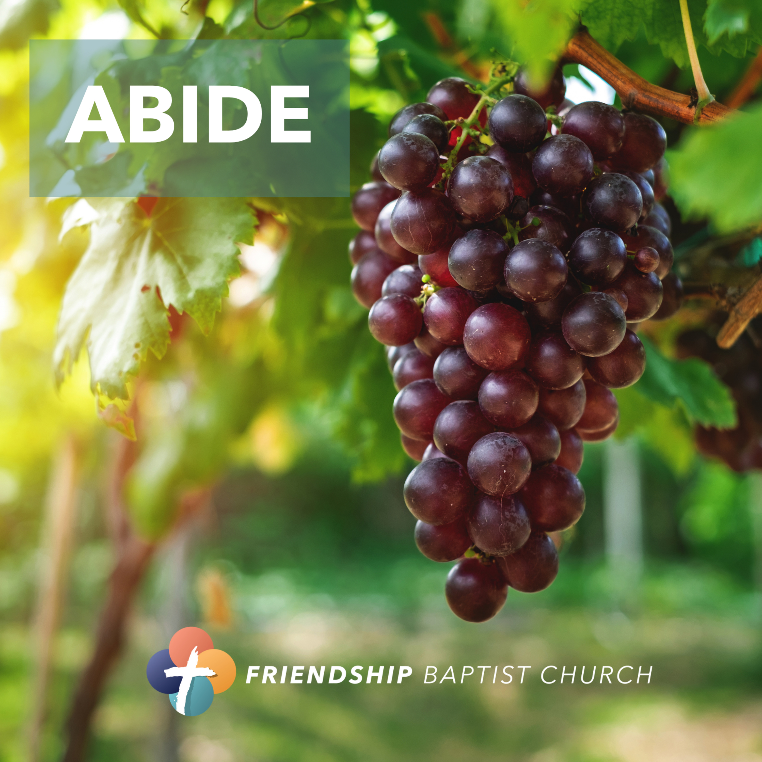 How Do I Abide in the Vine - Part 2 | Abide