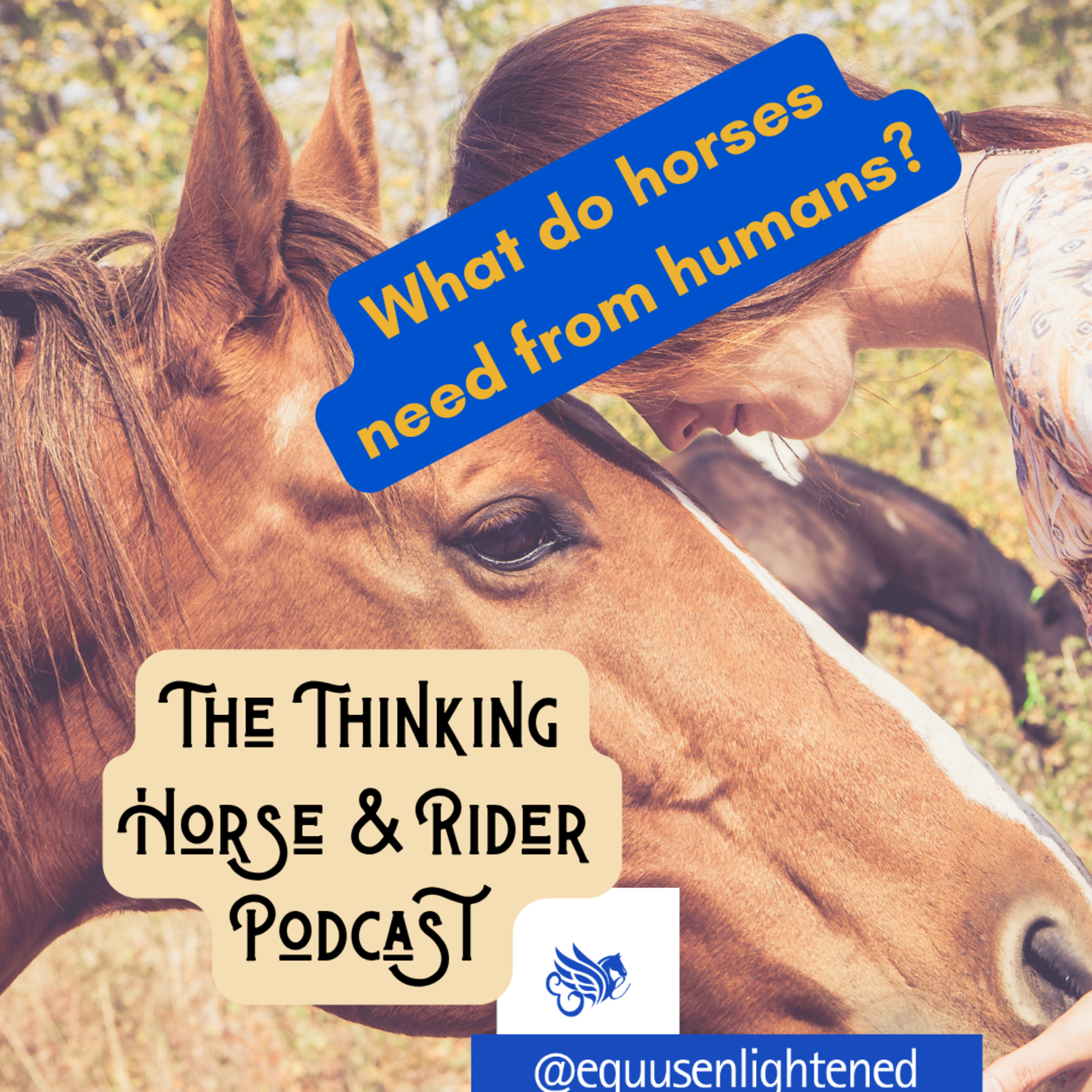 73. How about Animal Communicator Ginny Horton: What Horses Really Need From Humans | Soul Sketches episode artwork