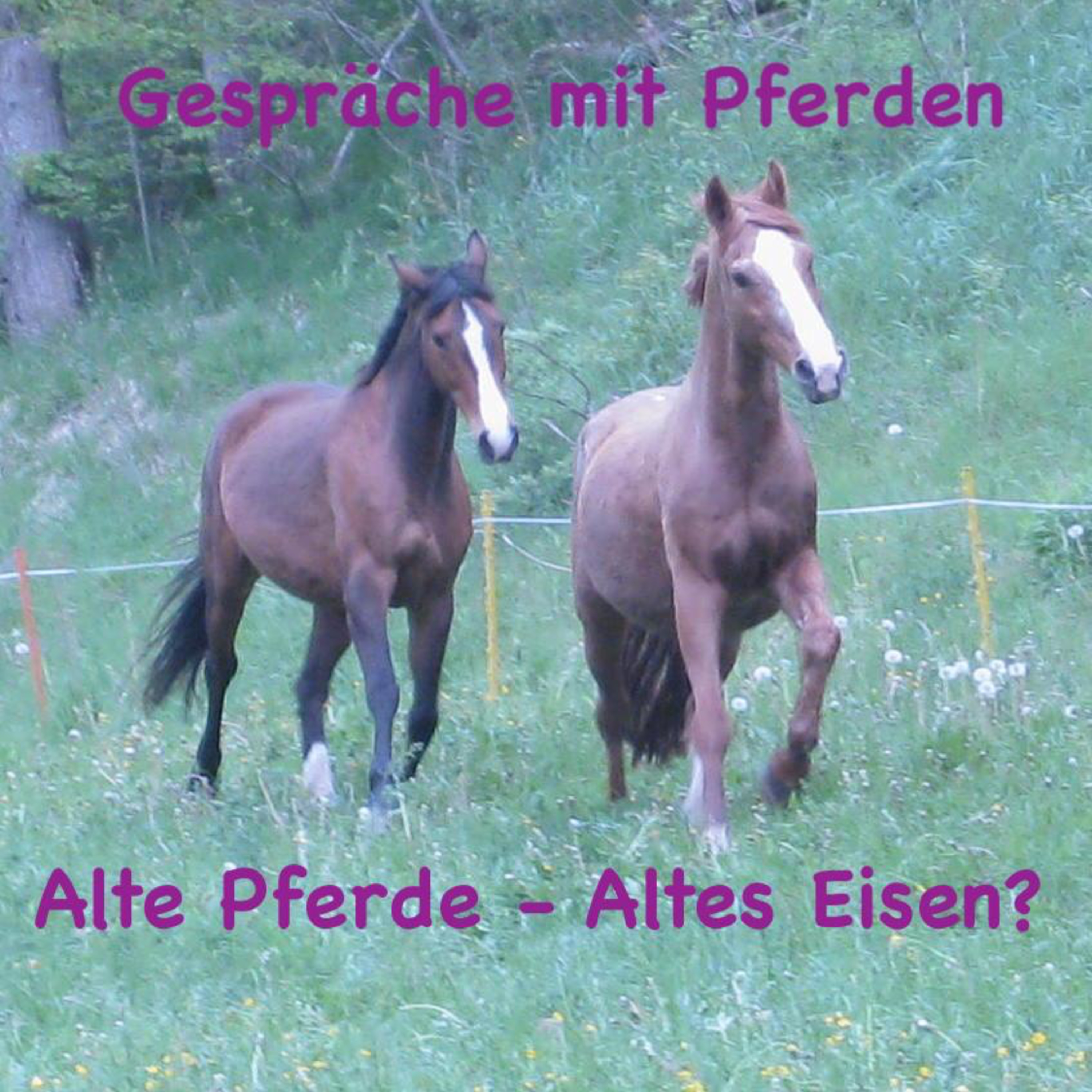 Gespräche mit Pferden