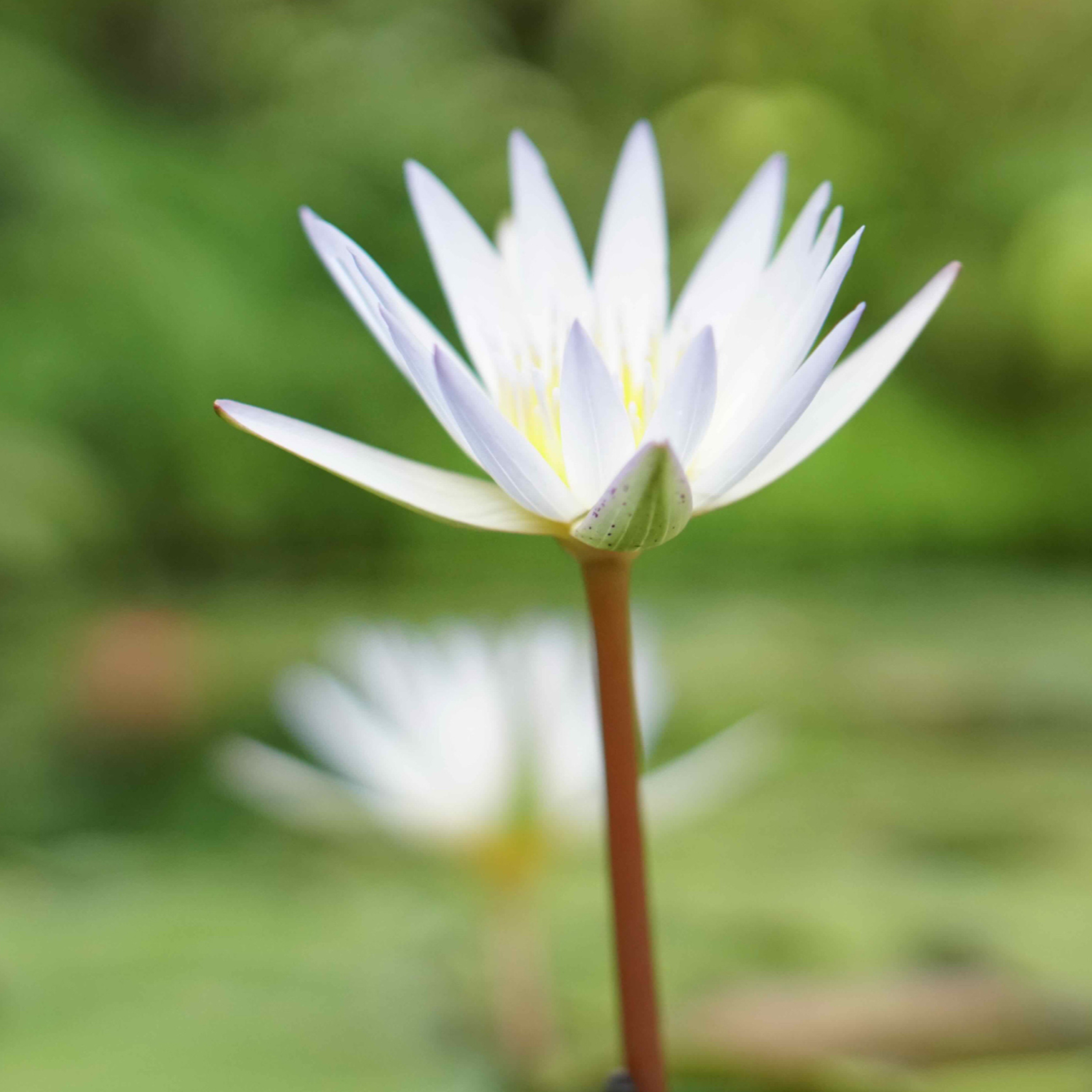 MindVayu: Meditation with Shalaka