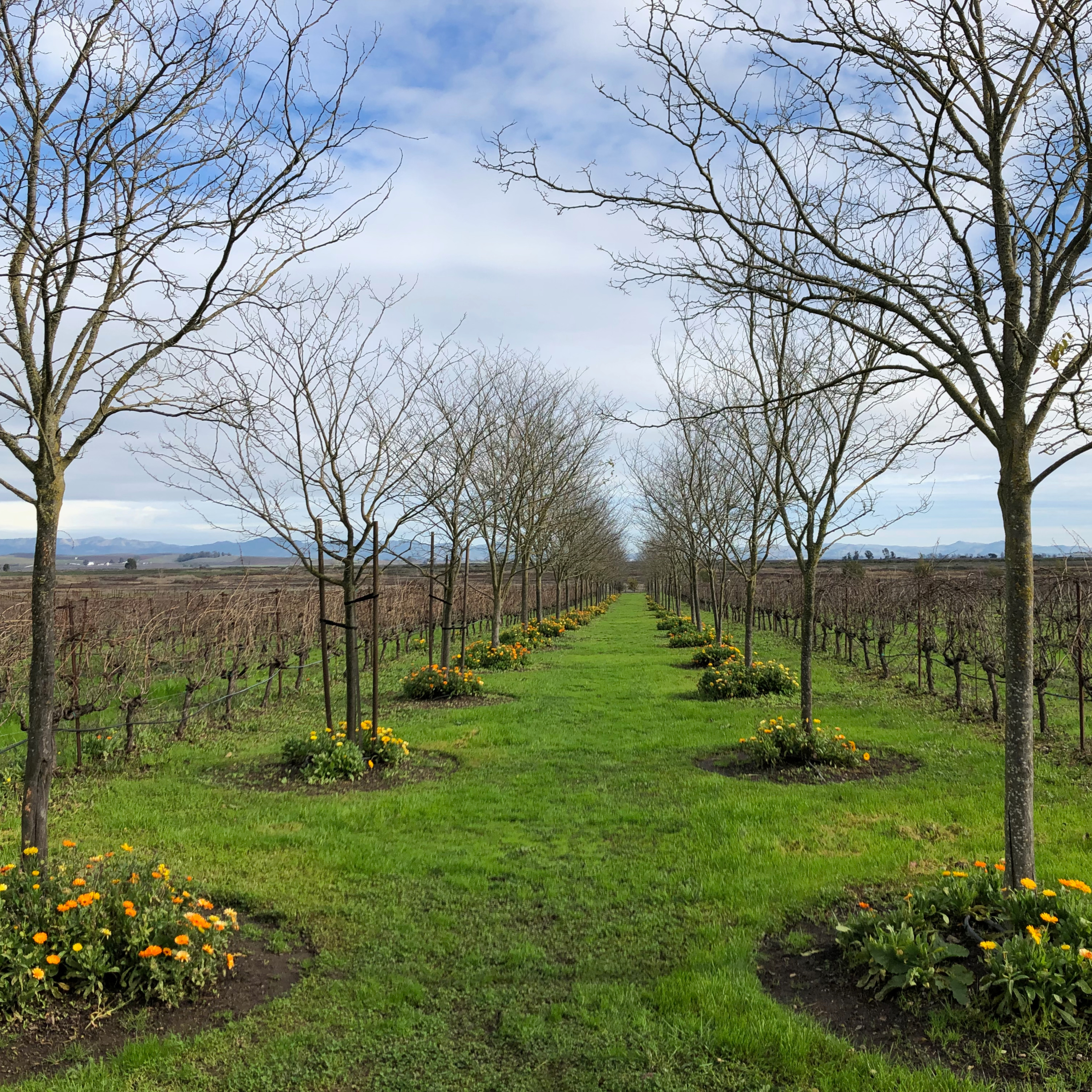 MindVayu: Meditation with Shalaka