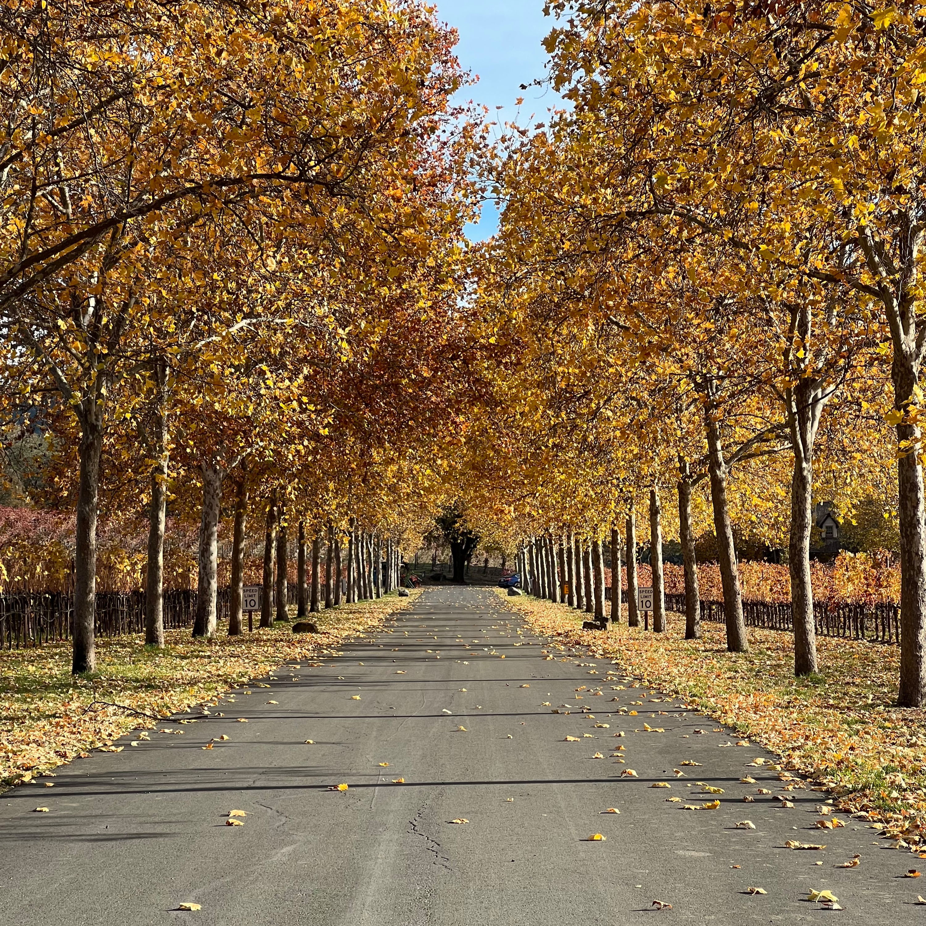 MindVayu: Meditation with Shalaka