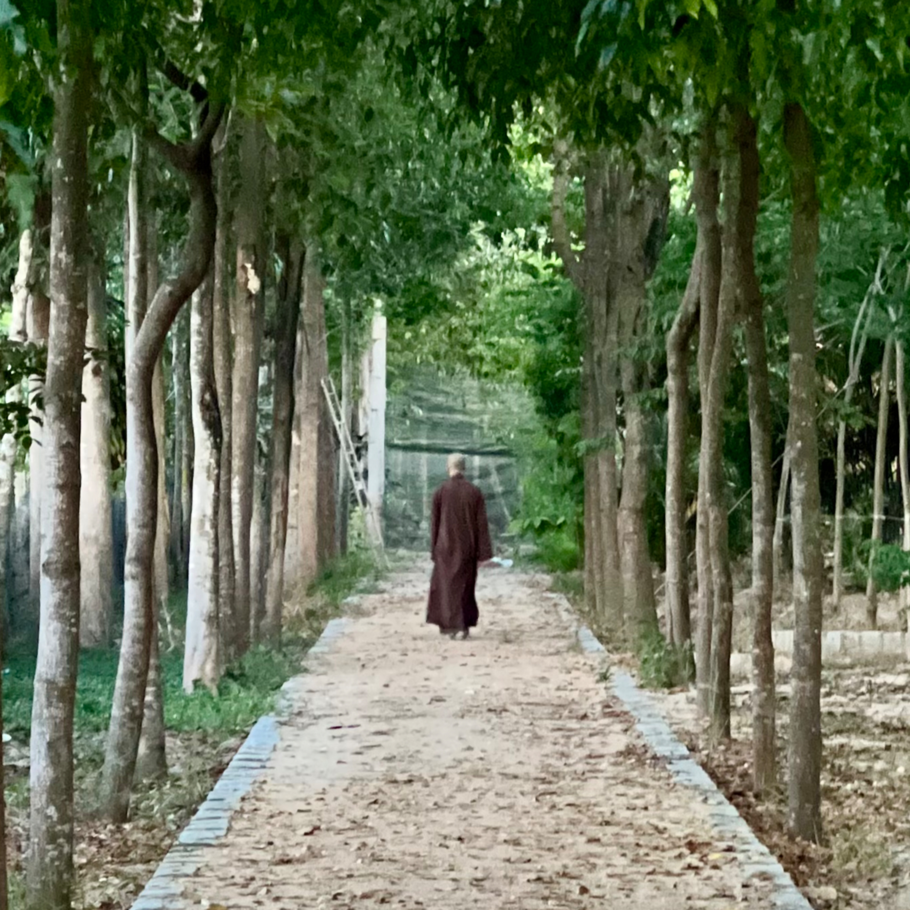 Một Cây Tùng