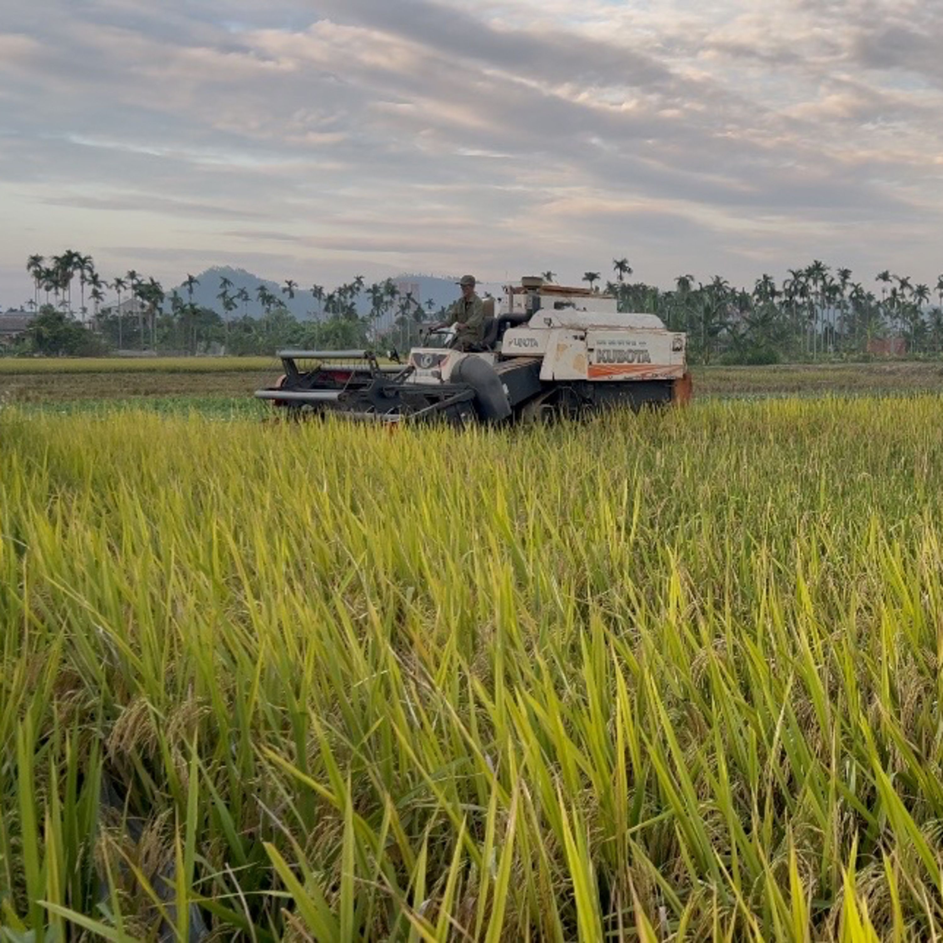Một Cây Tùng