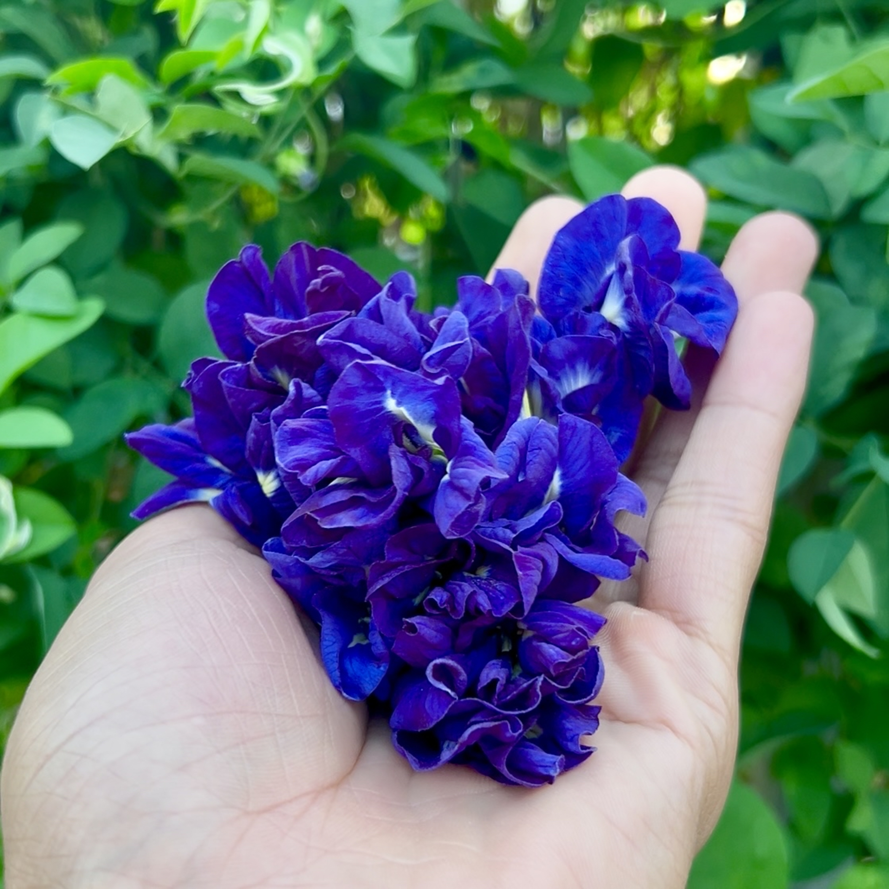 Một Cây Tùng