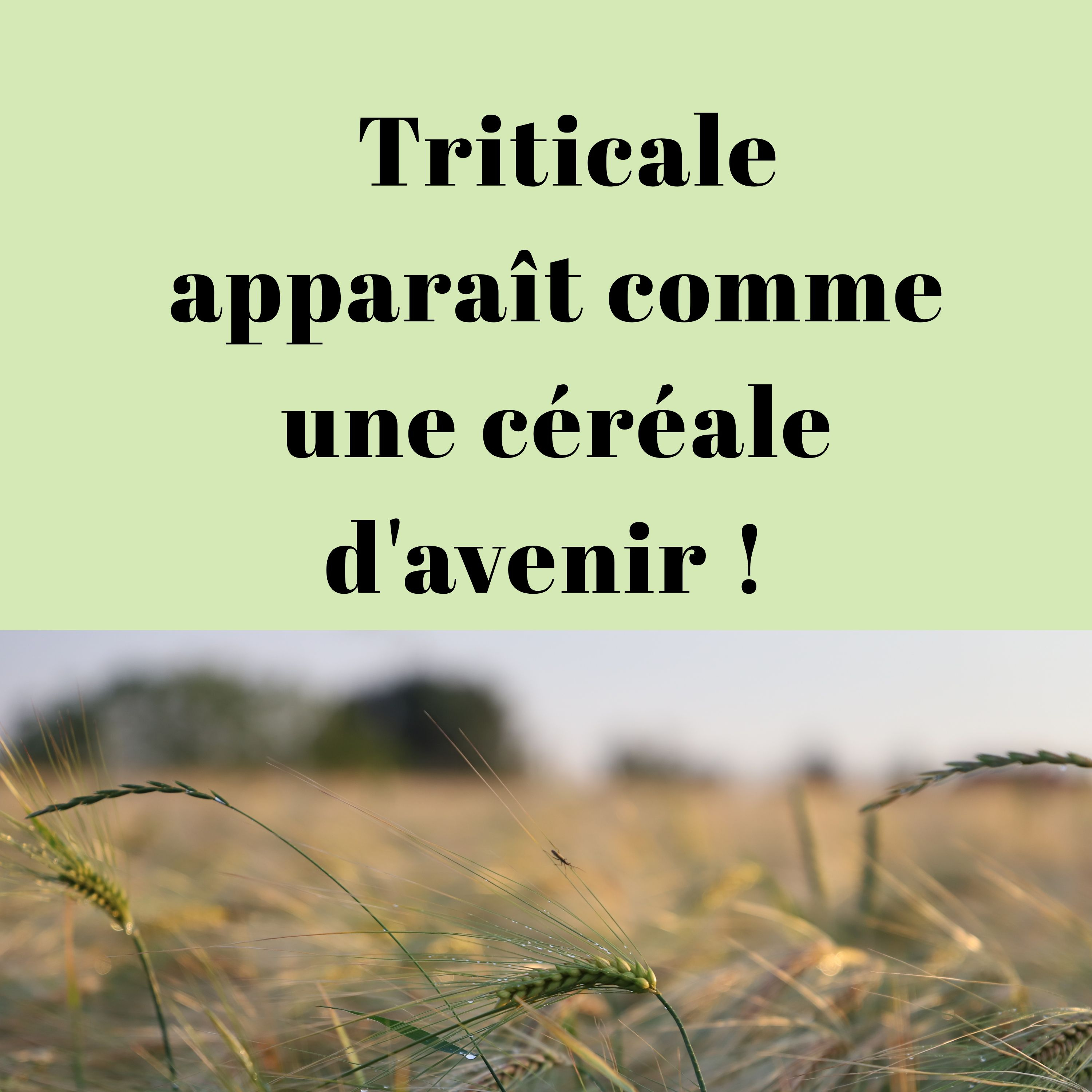 Triticale apparaît comme une céréale d'avenir episode artwork