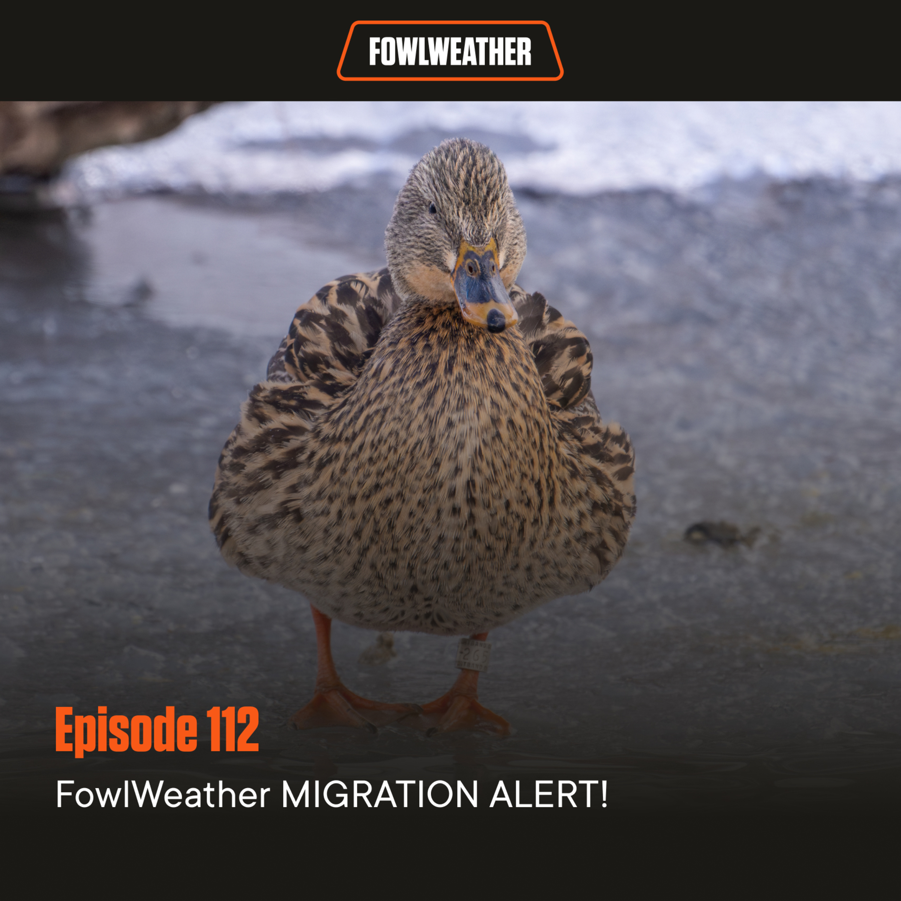 FowlWeather Podcast