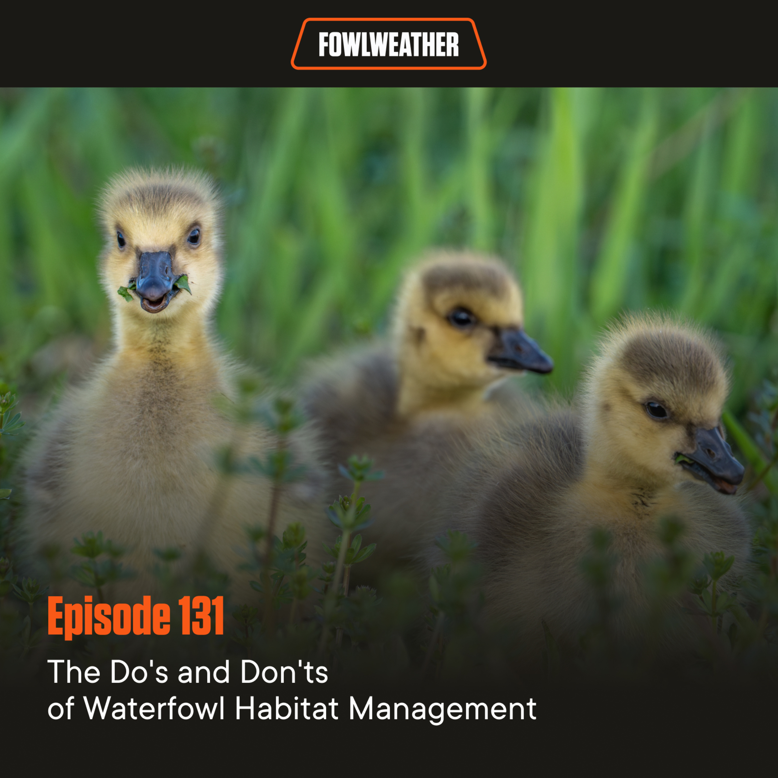 Ep. 131 – The Do's and Don'ts of Waterfowl Habitat Management