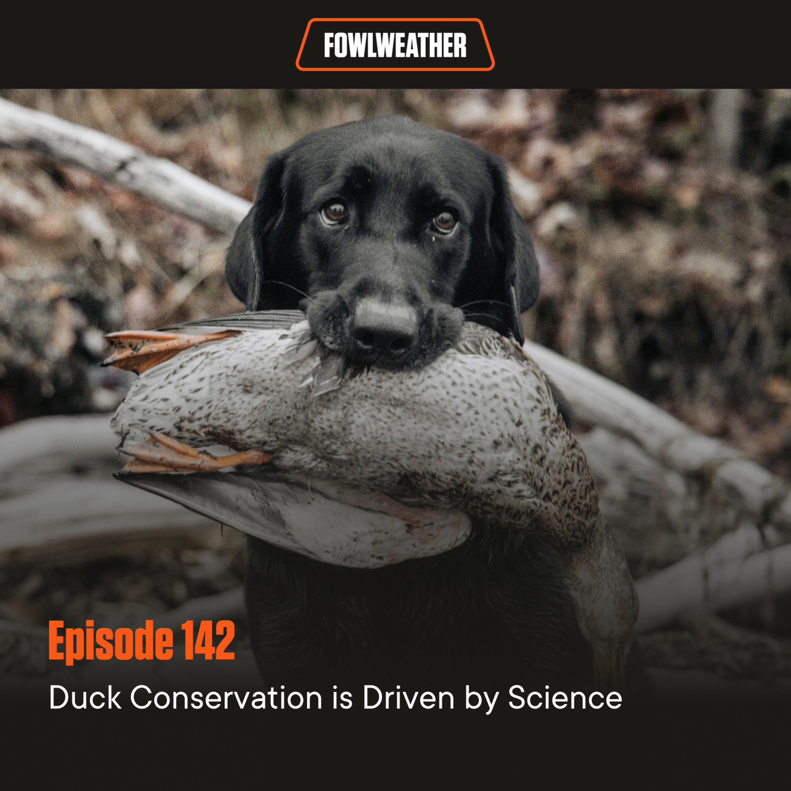 Ep. 142 – Duck Conservation is Driven by Science episode artwork