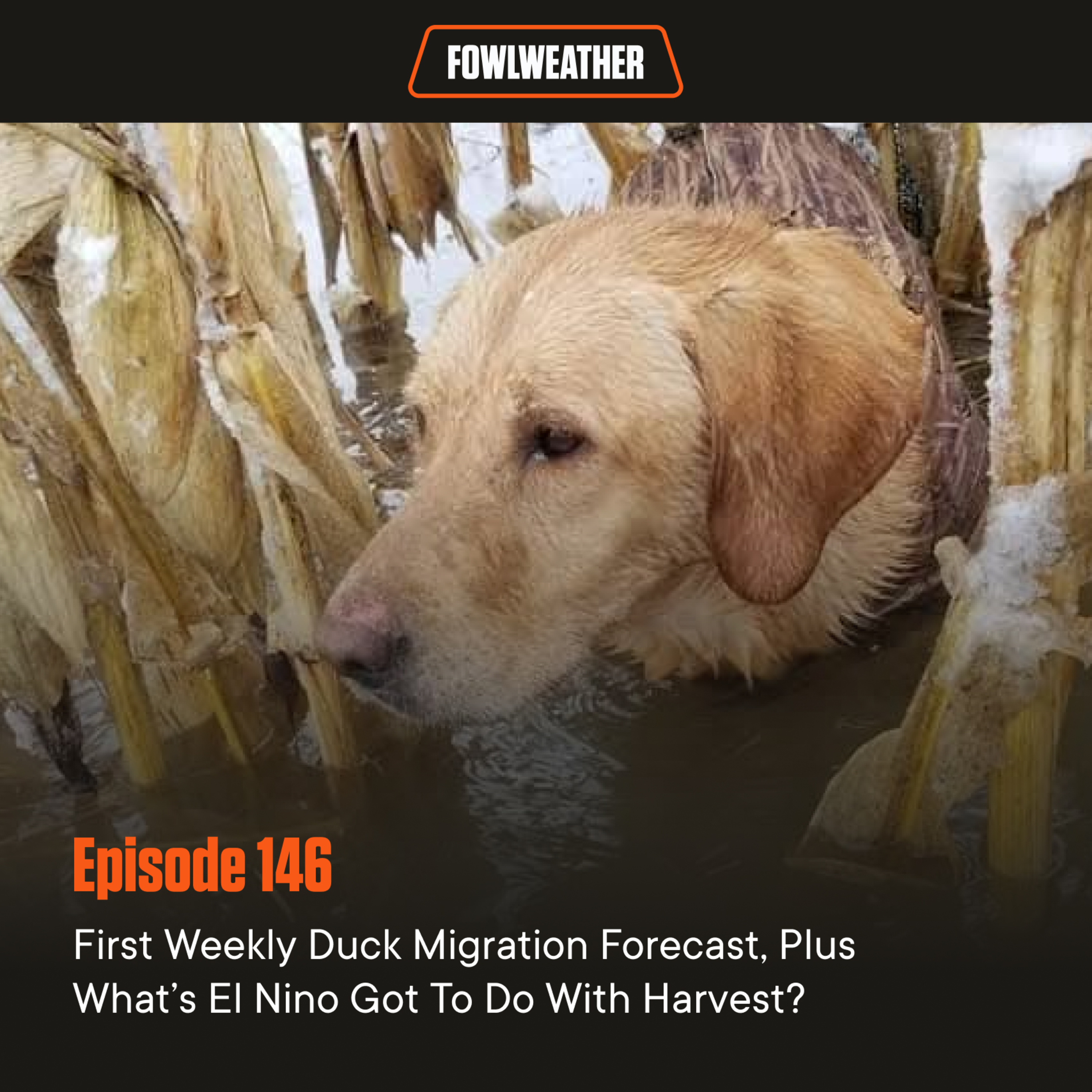 Ep. 146 – First Weekly Duck Migration Forecast, Plus What’s El Nino Got To Do With Harvest?