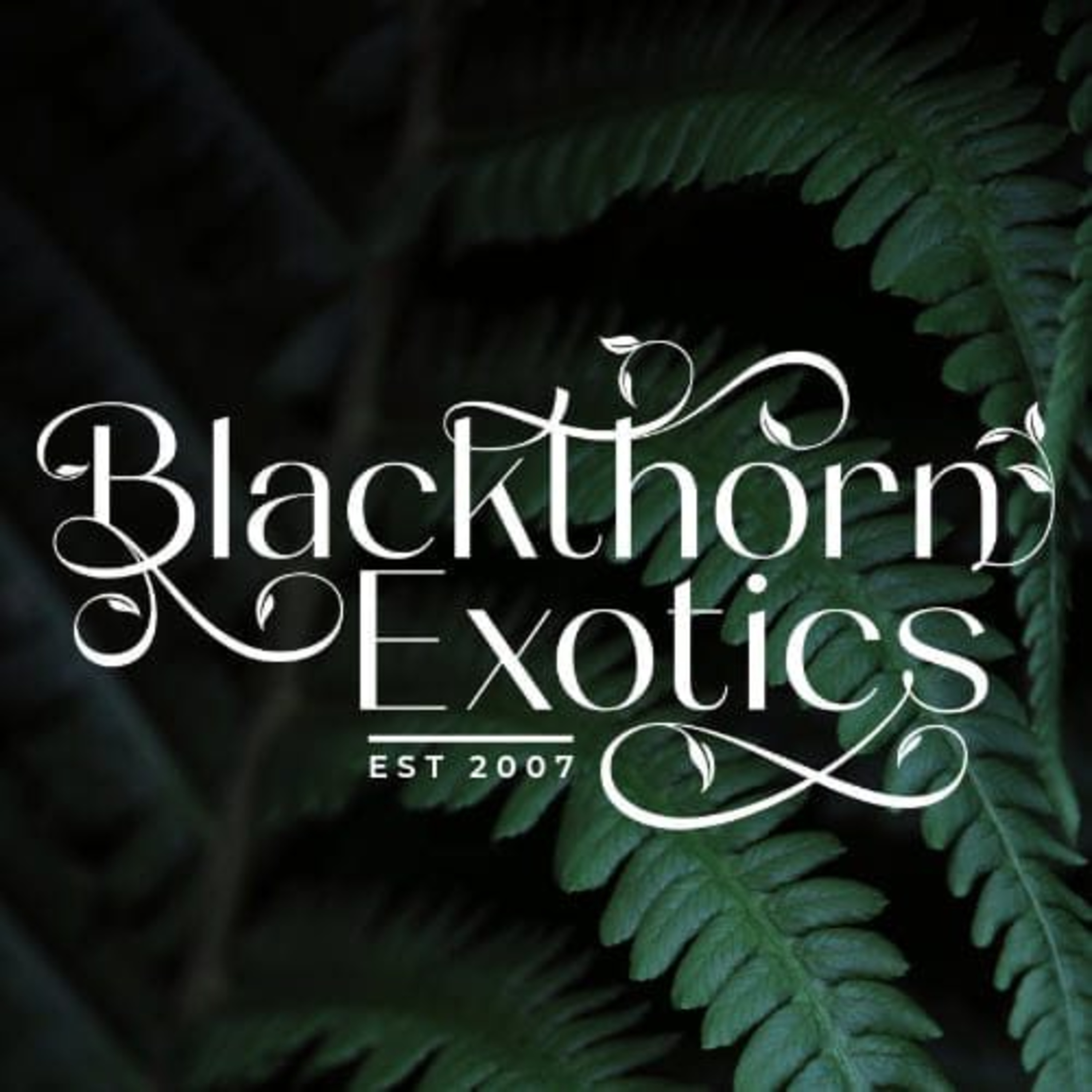 Canadian Gecko Breeder - Episode 8 - Blackthorn Exotics  episode artwork