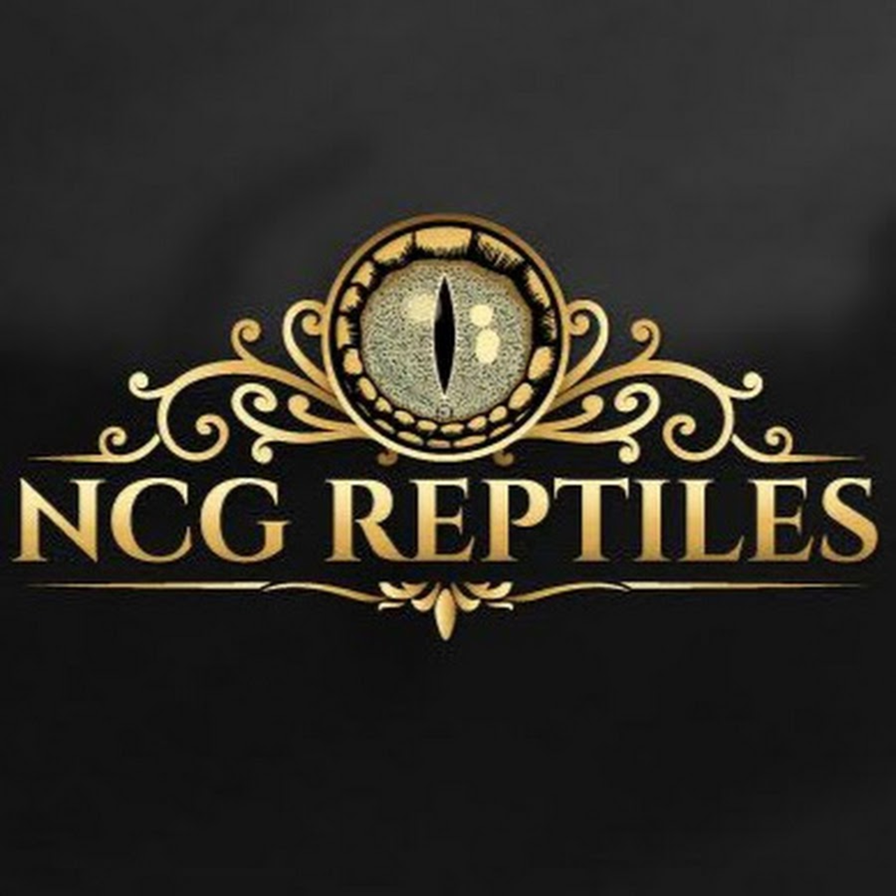 The Gecko Father- Episode 18- NCG Reptiles 