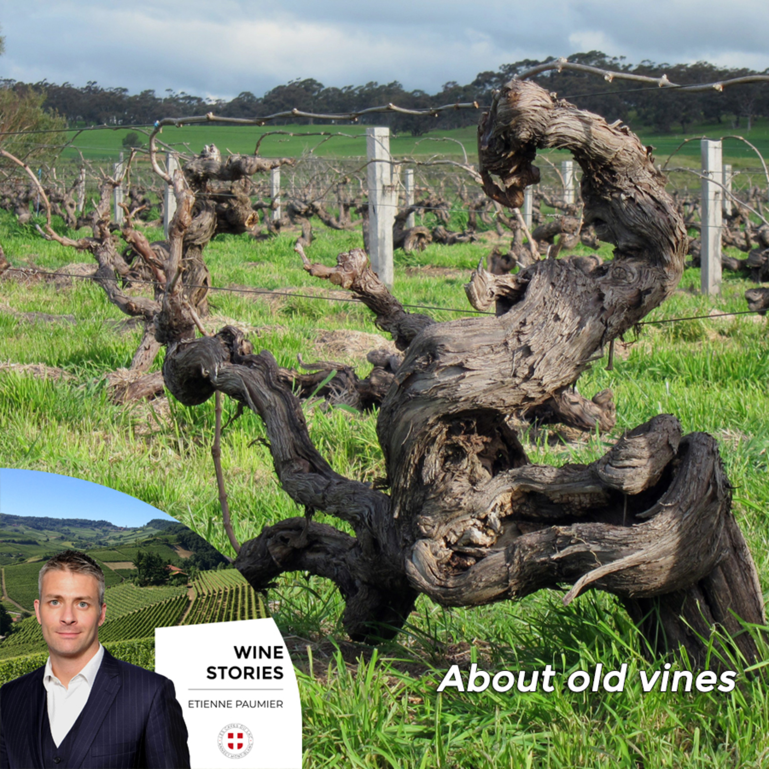 Wine Stories