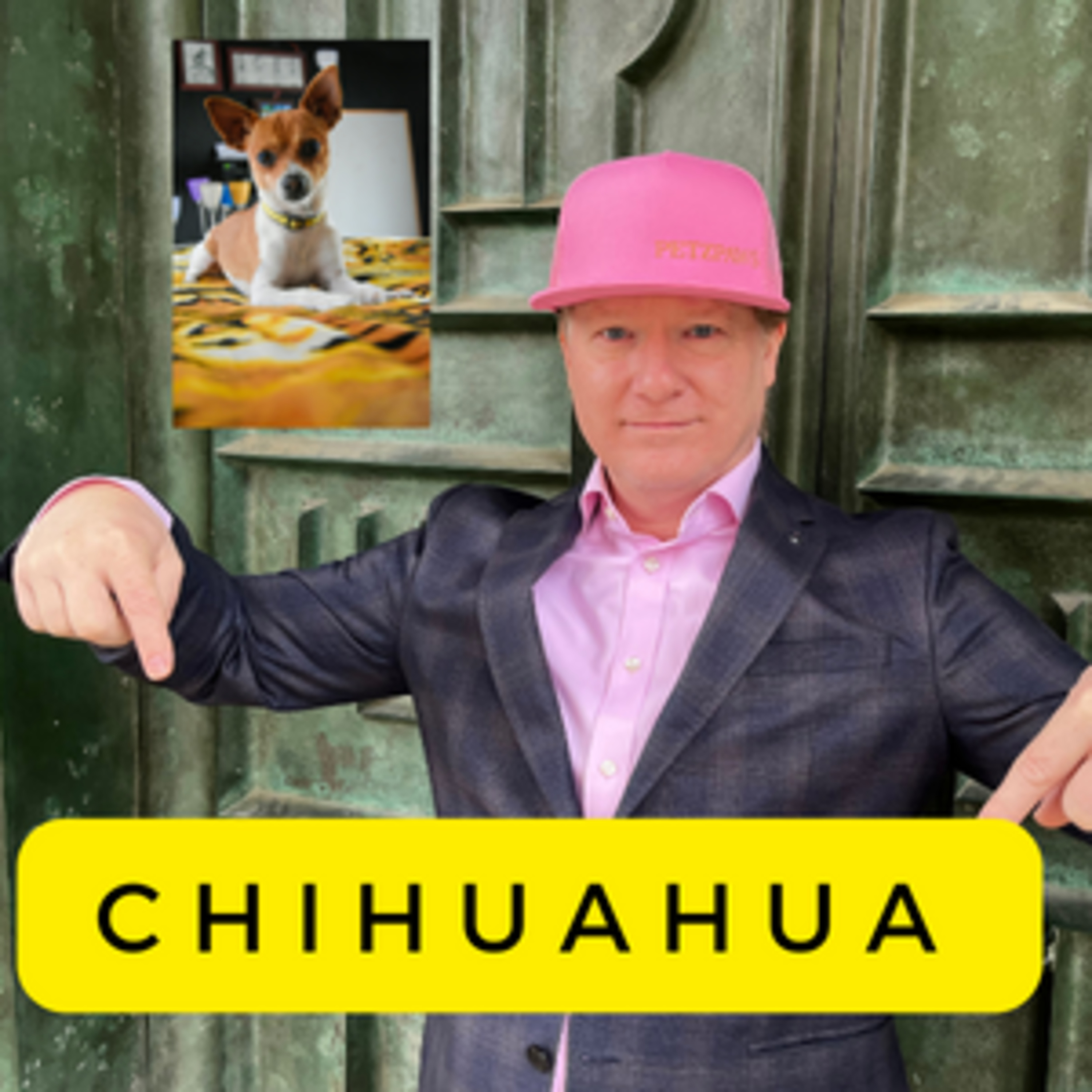 Chihuahua History, Form and Function, Livability and Lovability