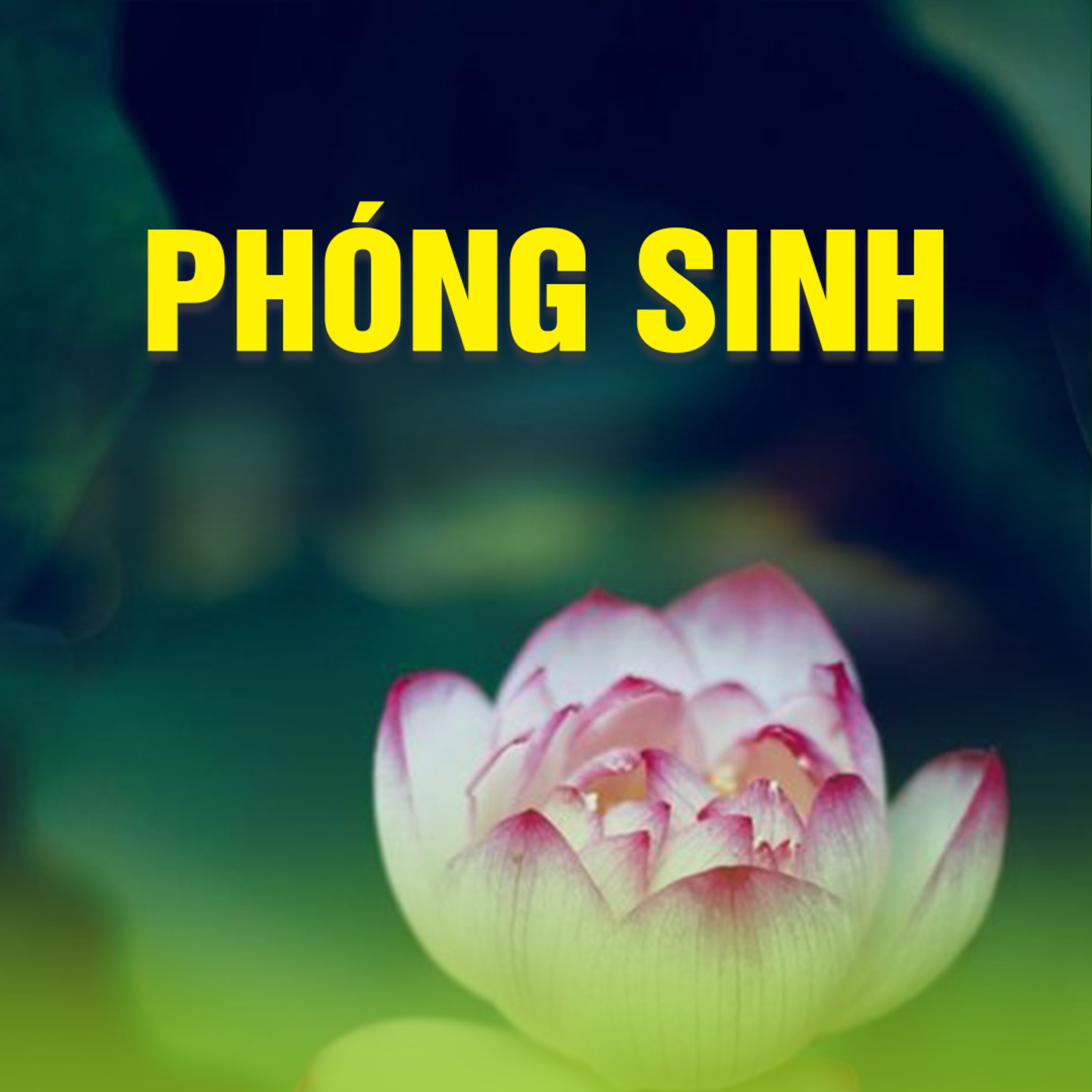 PHÓNG SINH A episode artwork