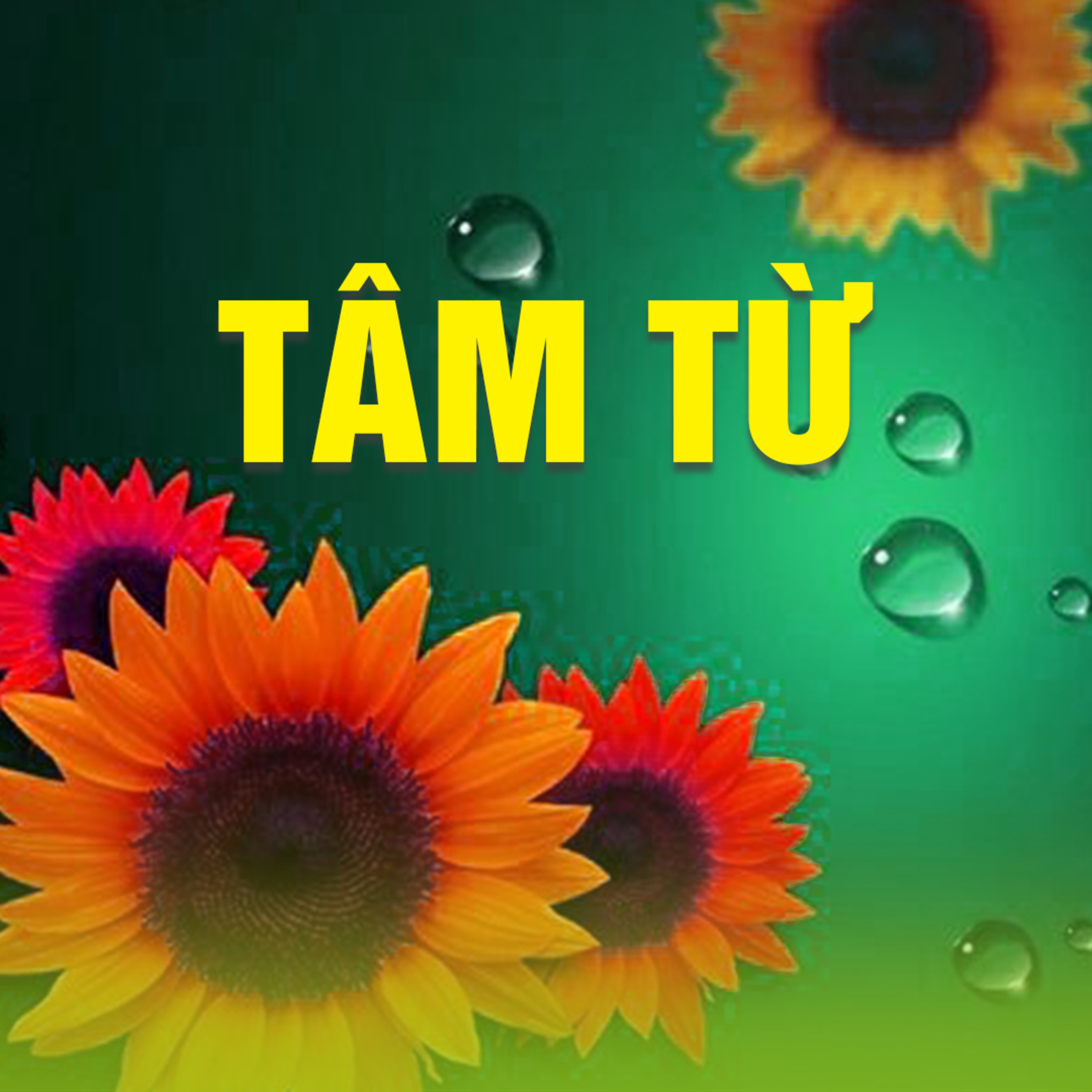 TÂM TỪ B episode artwork