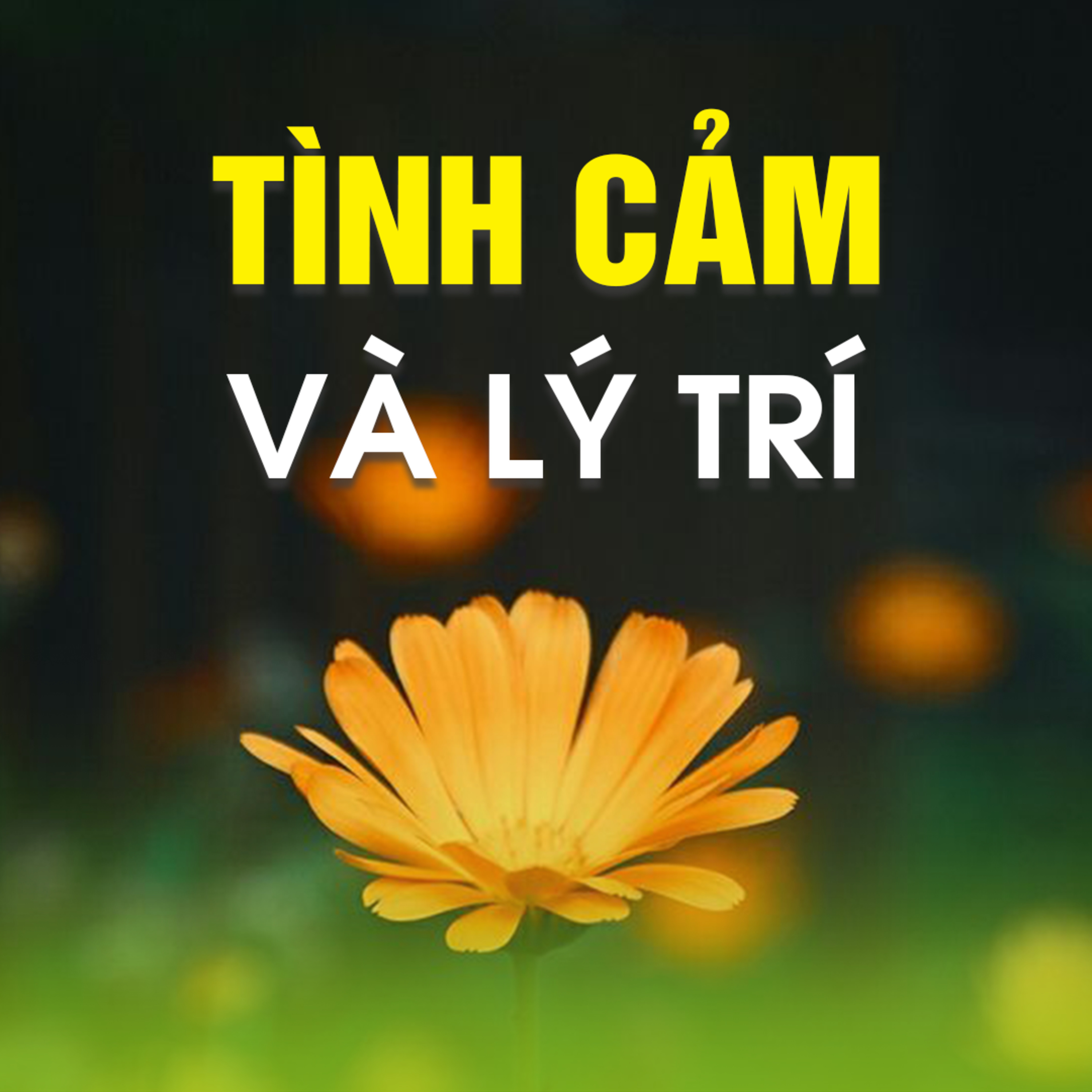 TÌNH CẢM VÀ LÝ TRÍ A episode artwork
