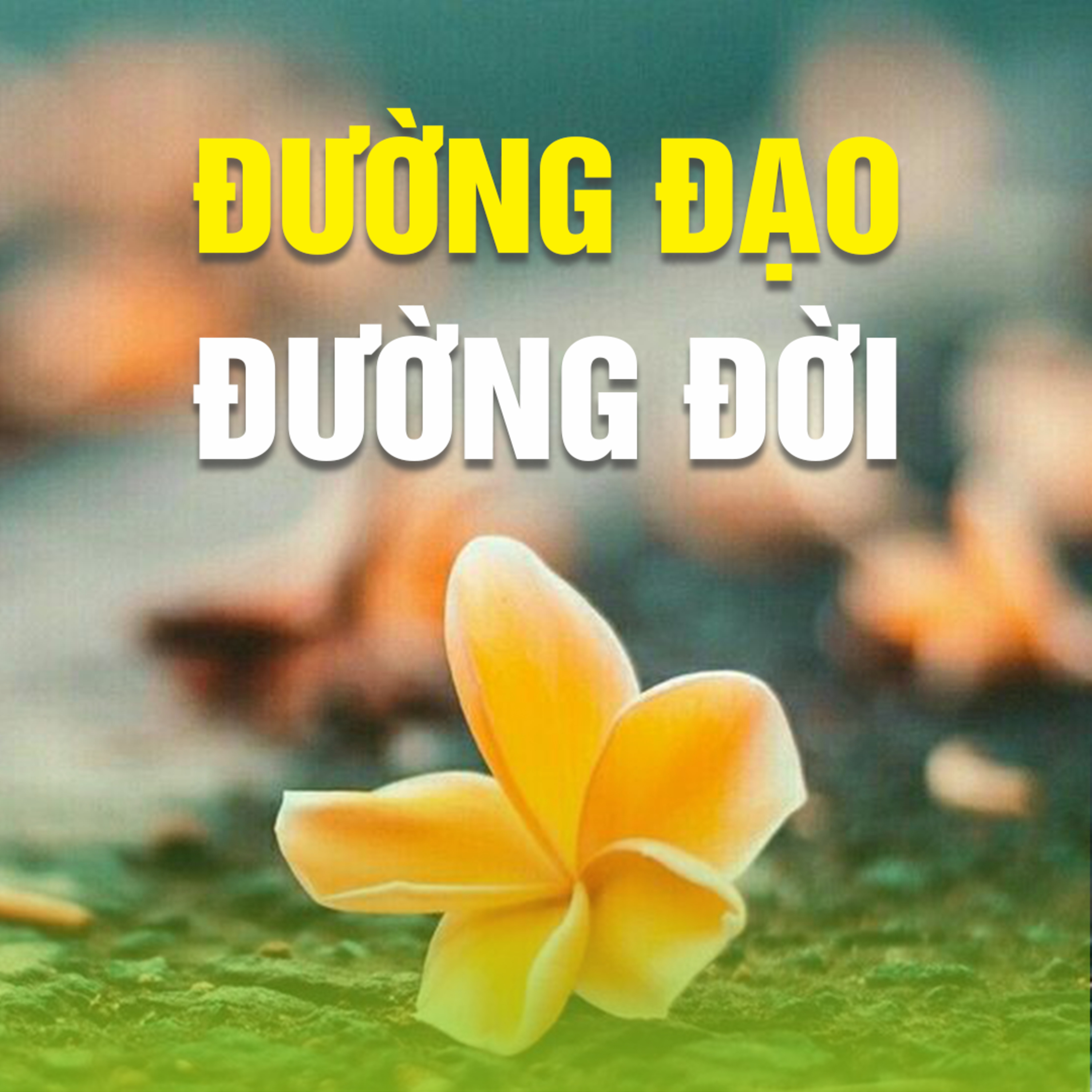 ĐƯỜNG ĐẠO ĐƯỜNG ĐỜI A episode artwork