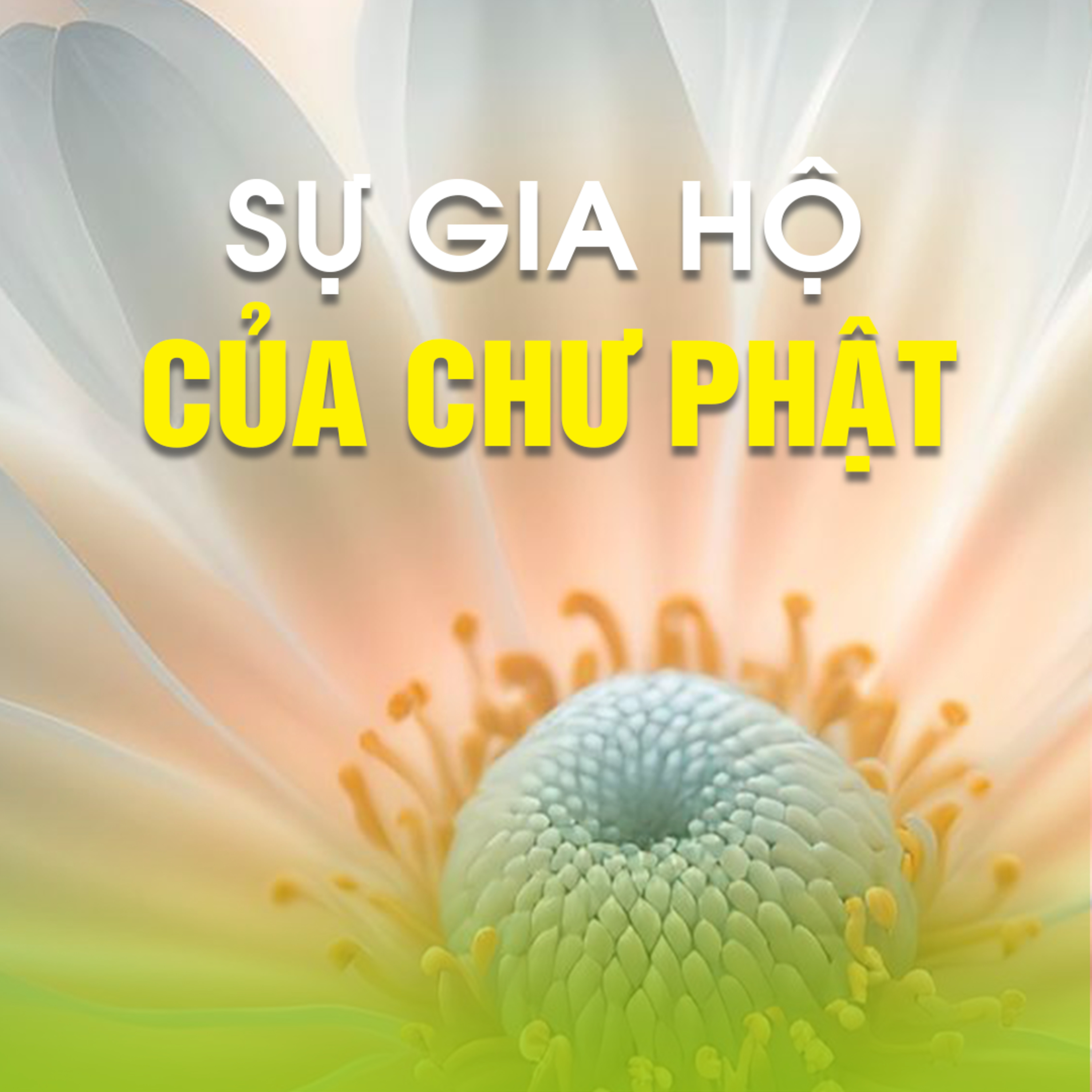 SỰ GIA HỘ CỦA CHƯ PHẬT B episode artwork