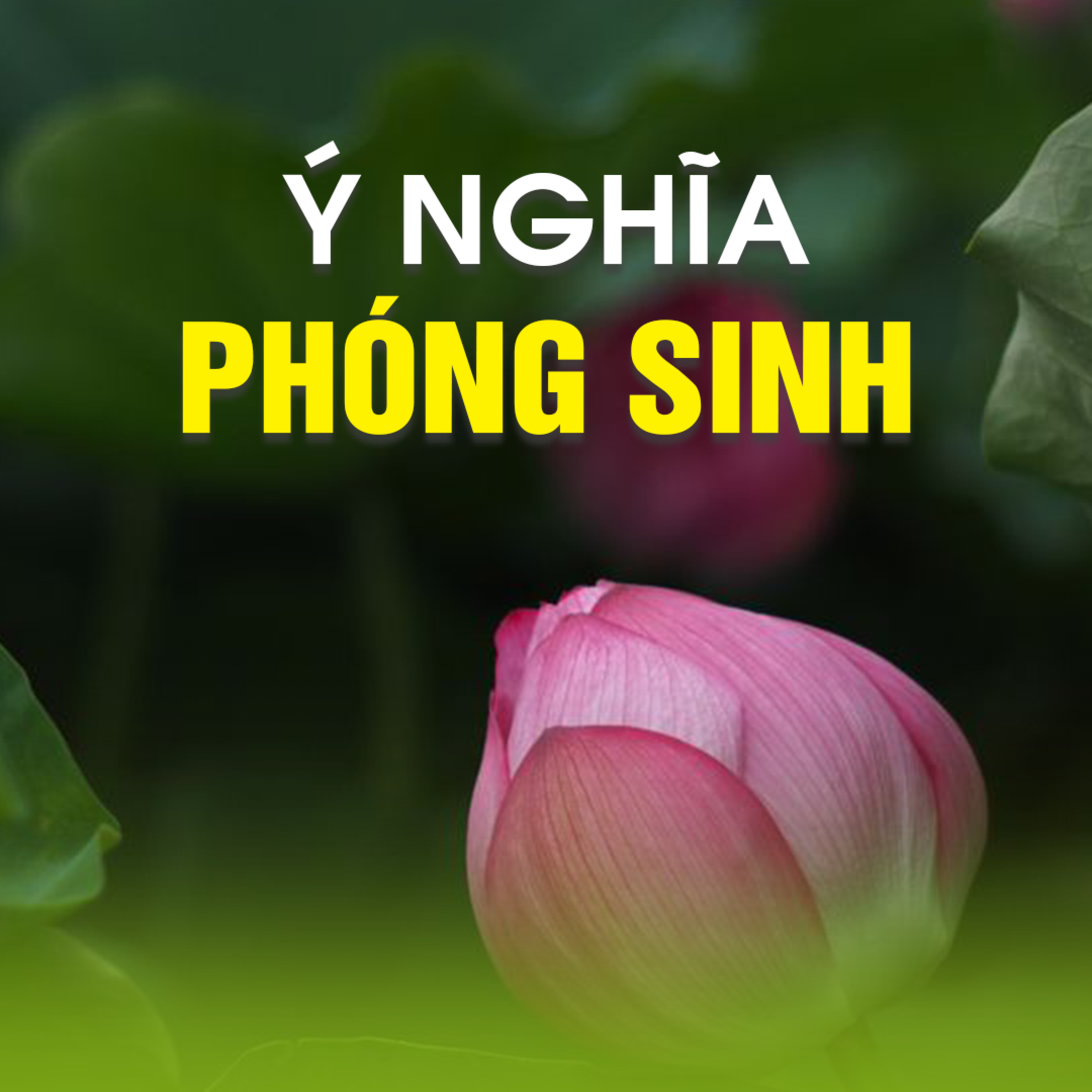 Ý NGHĨA PHÓNG SINH  episode artwork