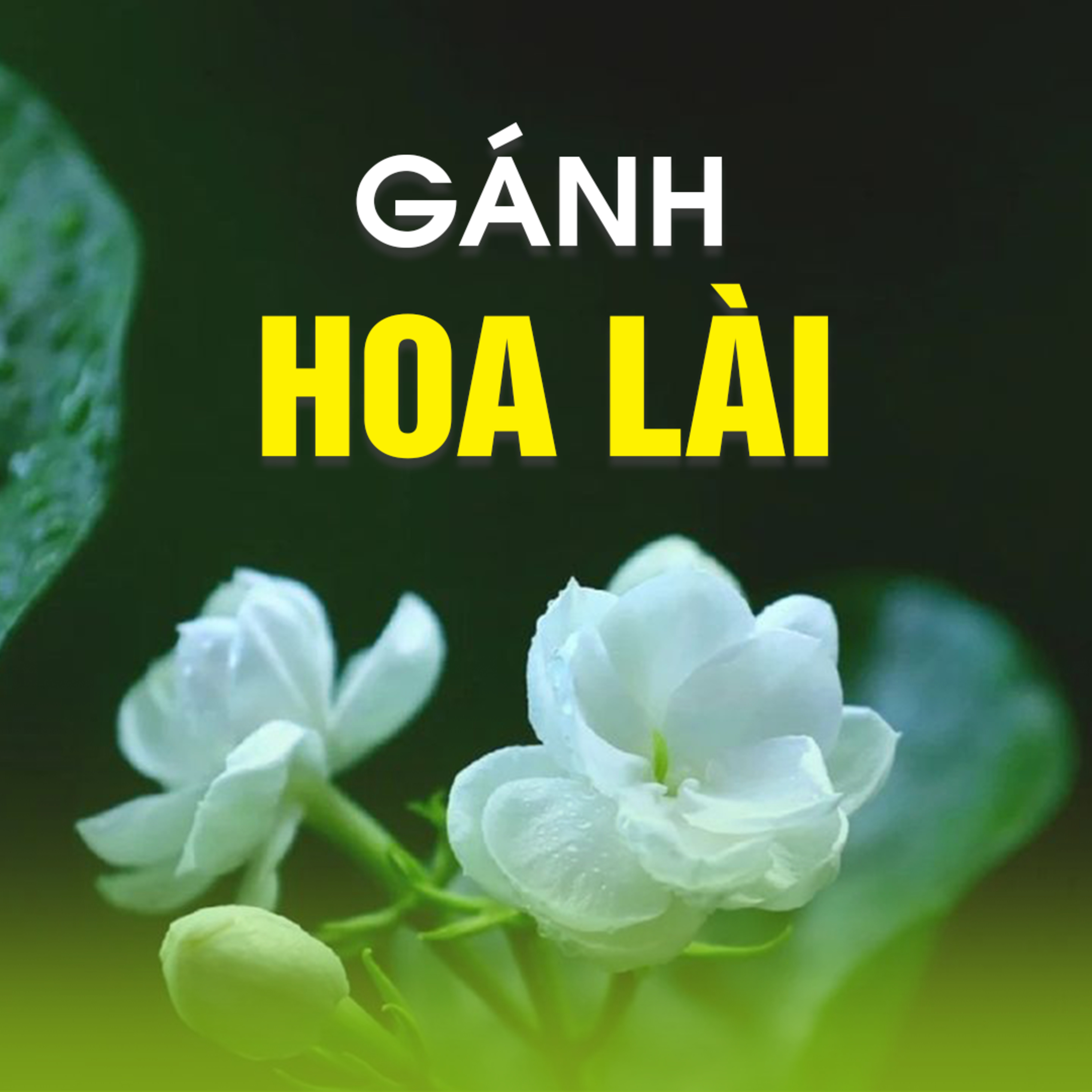 GÁNH HOA LÀI B - Pháp Cú 26 