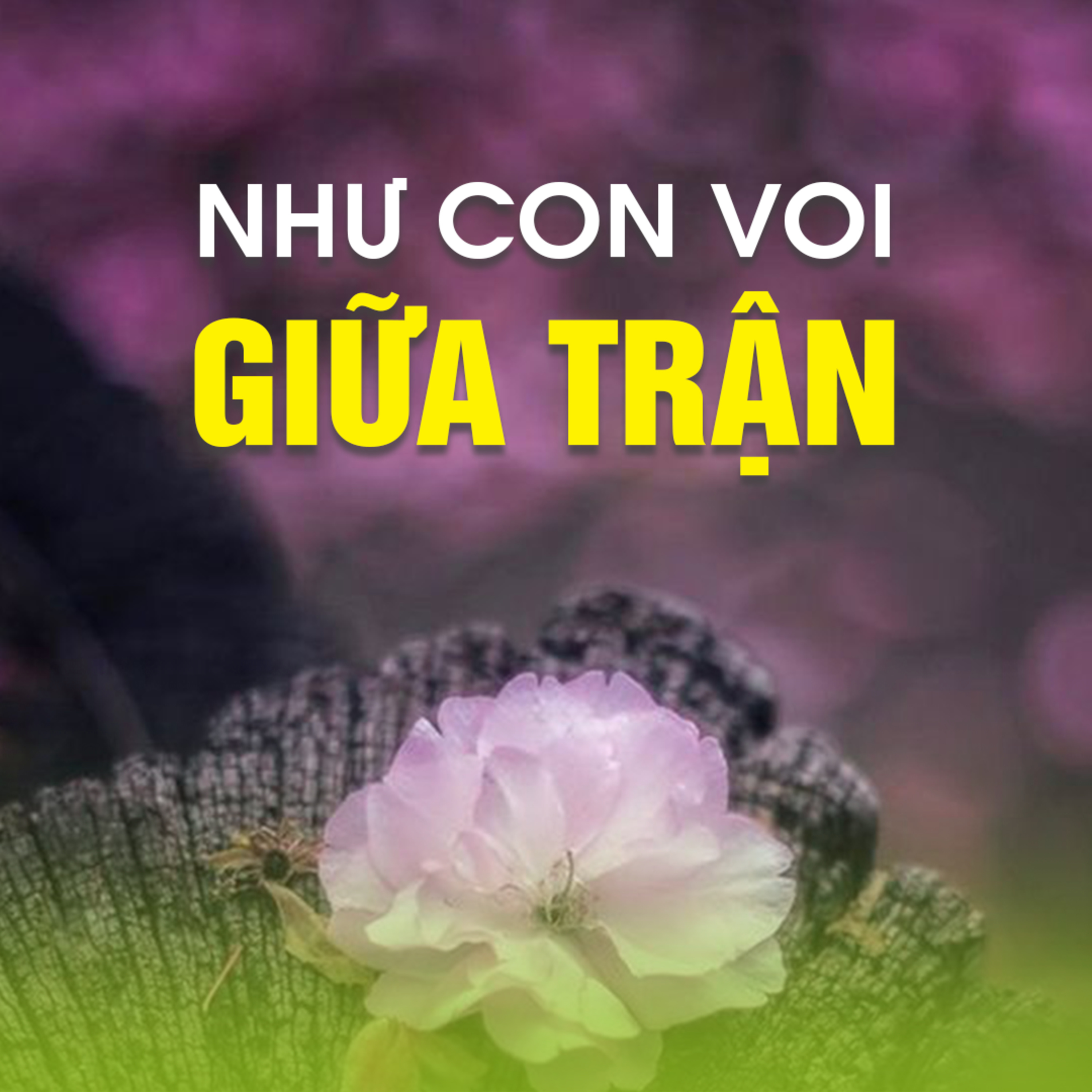 NHƯ CON VOI GIỮA TRẬN A - Pháp Cú 72  episode artwork