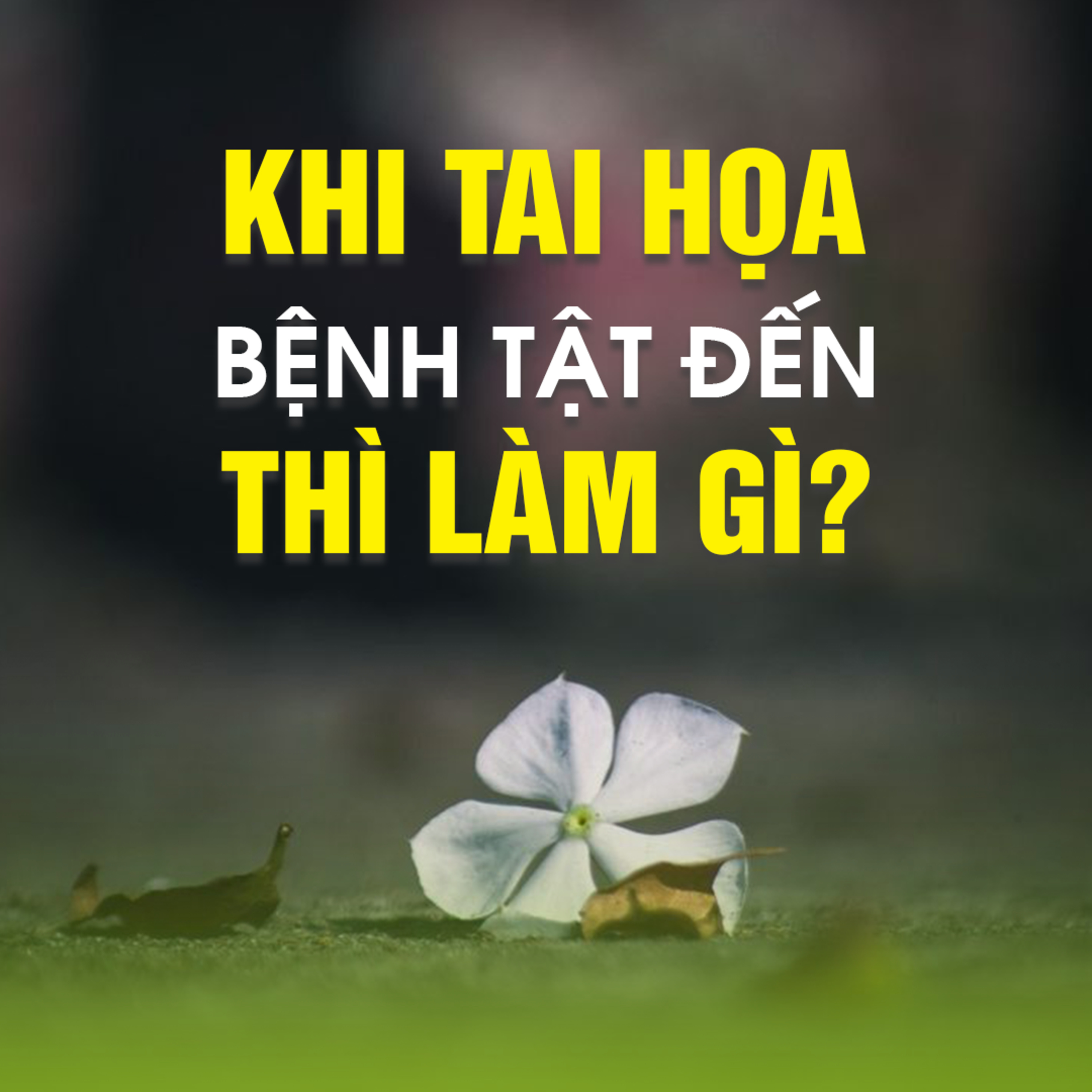 Khi Tai Họa Bệnh Tật Đến Thì Làm Gì? - Trích bài Nghiệp Cứ Trả Phước Cứ Làm Đạo Cứ Tu - TT. TS. Thích Chân Quang episode artwork