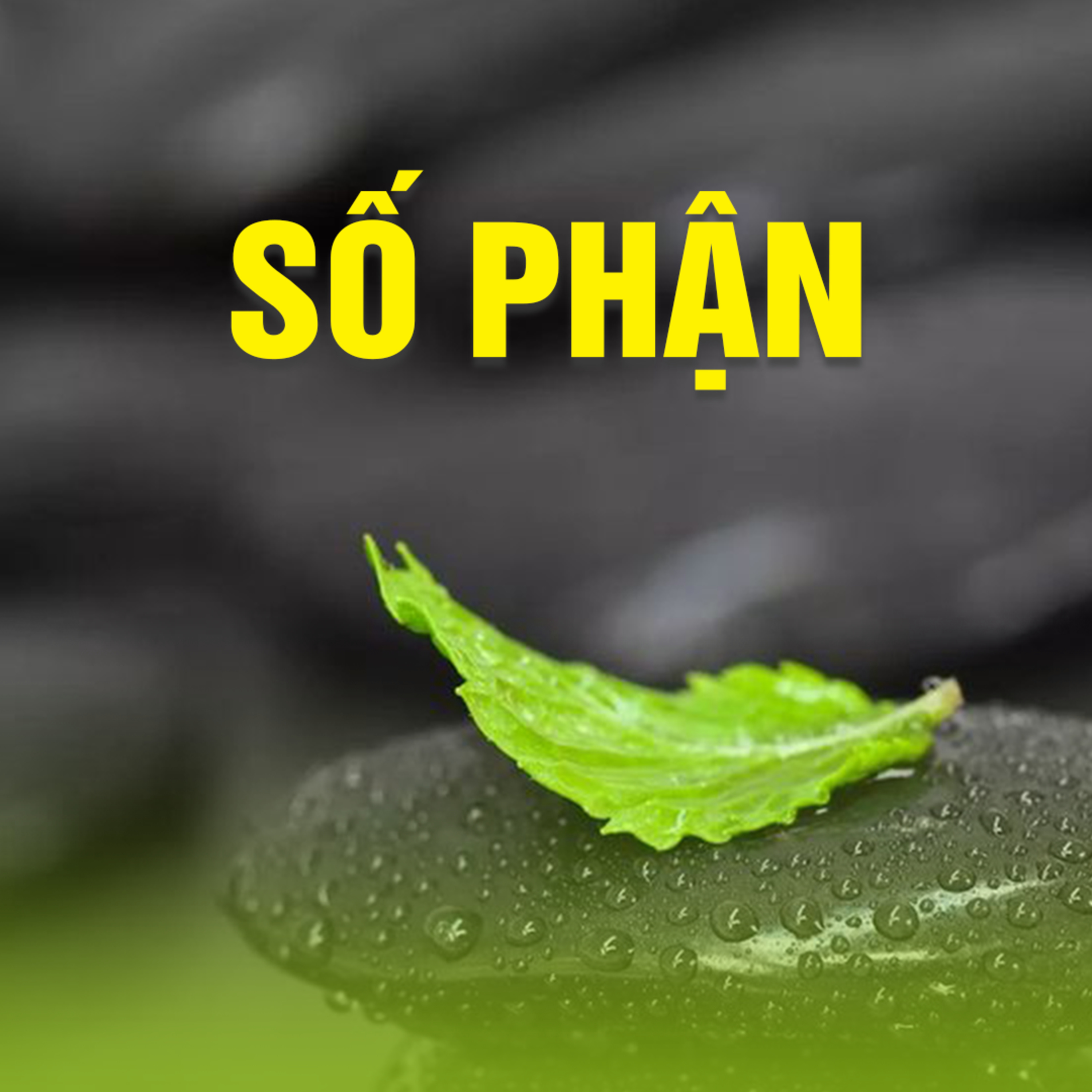 SỐ PHẬN - Trích bài Cái Gì Cũng Có Số (Phần 1) - TT. TS. Thích Chân Quang episode artwork