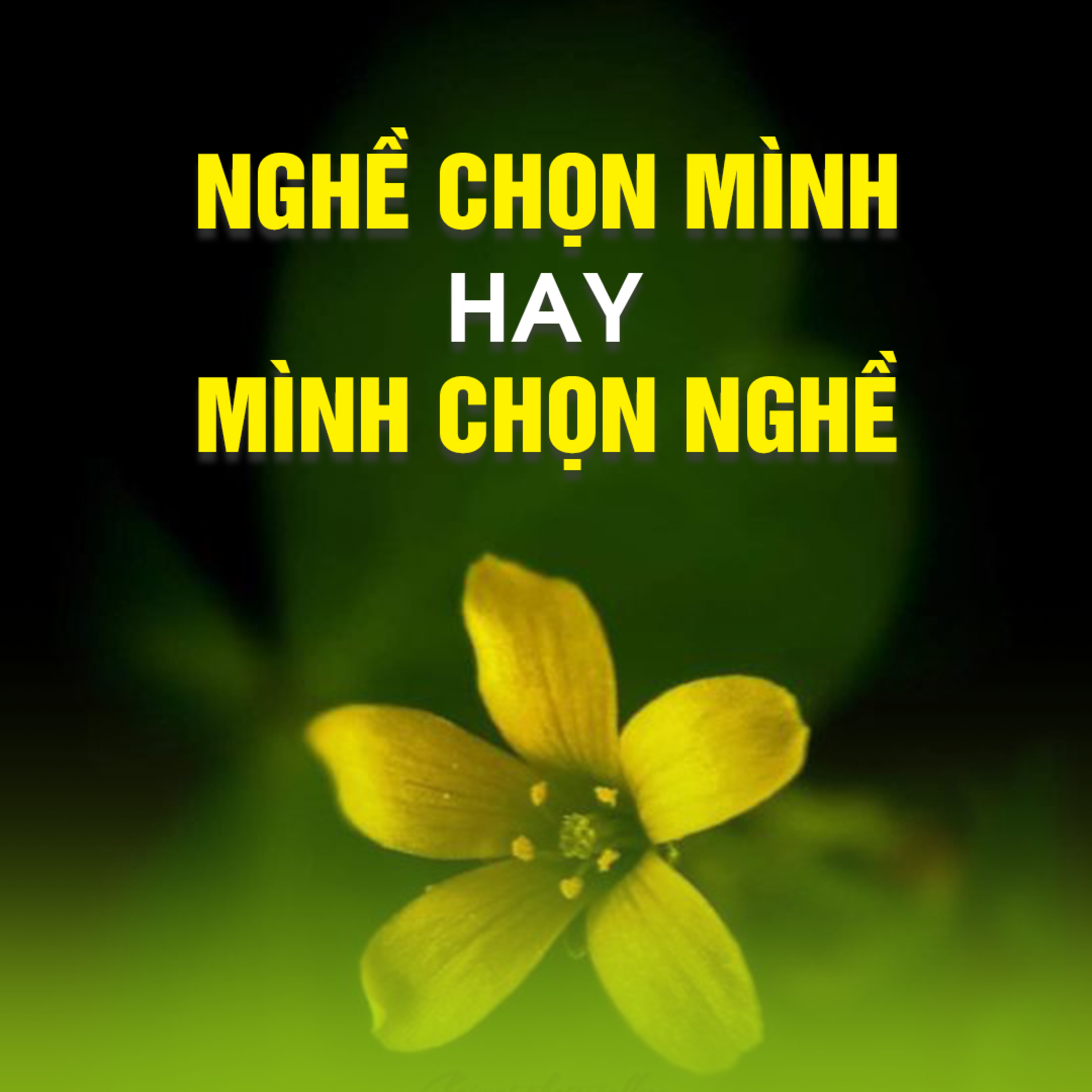 NGHỀ CHỌN MÌNH HAY MÌNH CHỌN NGHỀ?-Trích bài Giải Đáp Chùa Từ Tân 10/05/2015 -TT.TS Thích Chân Quang episode artwork