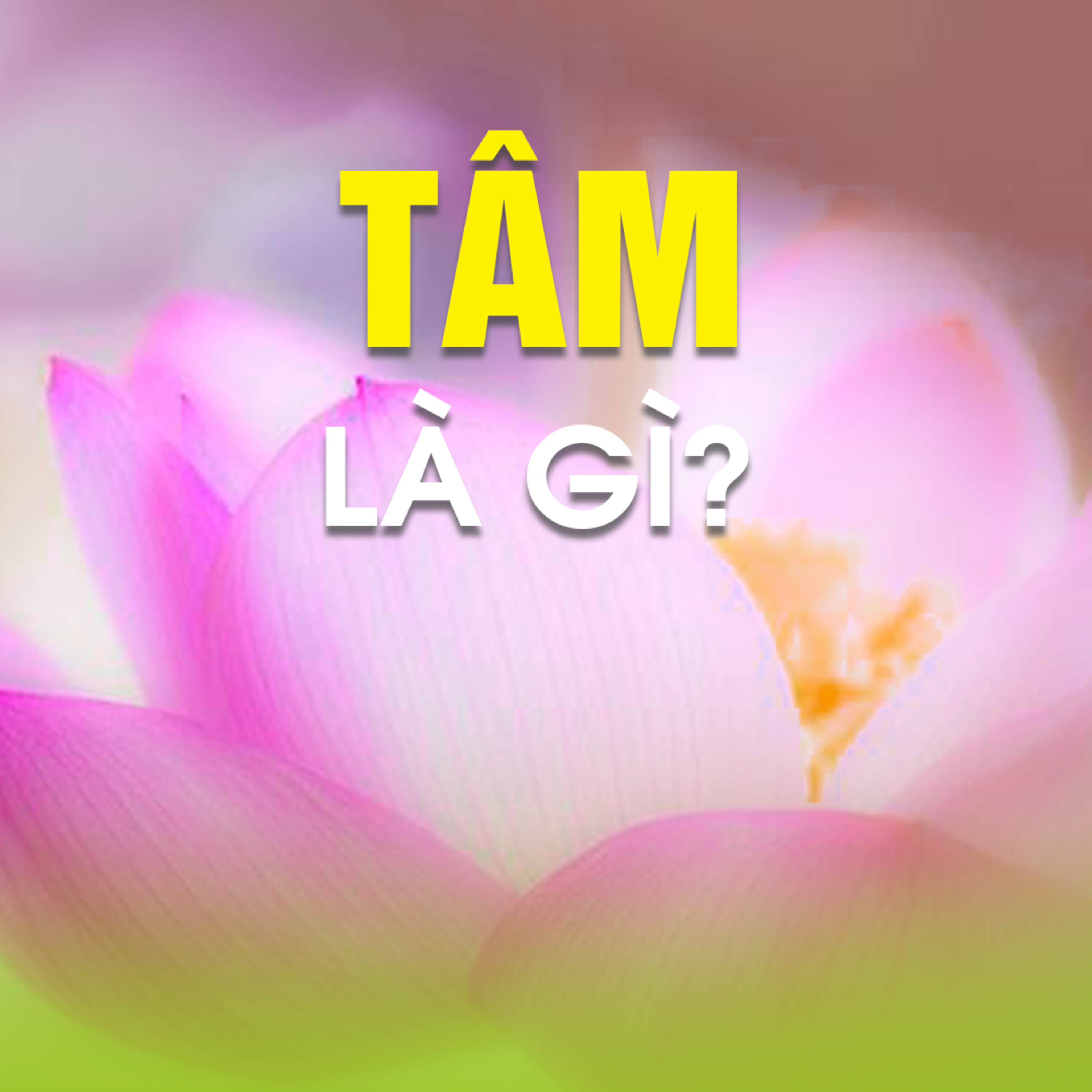 Tâm là gì? Sư Phụ giải thích về tâm - Trích Tâm của Phật - Kinh Kim Cang 15 -TT.TS. Thích Chân Quang episode artwork