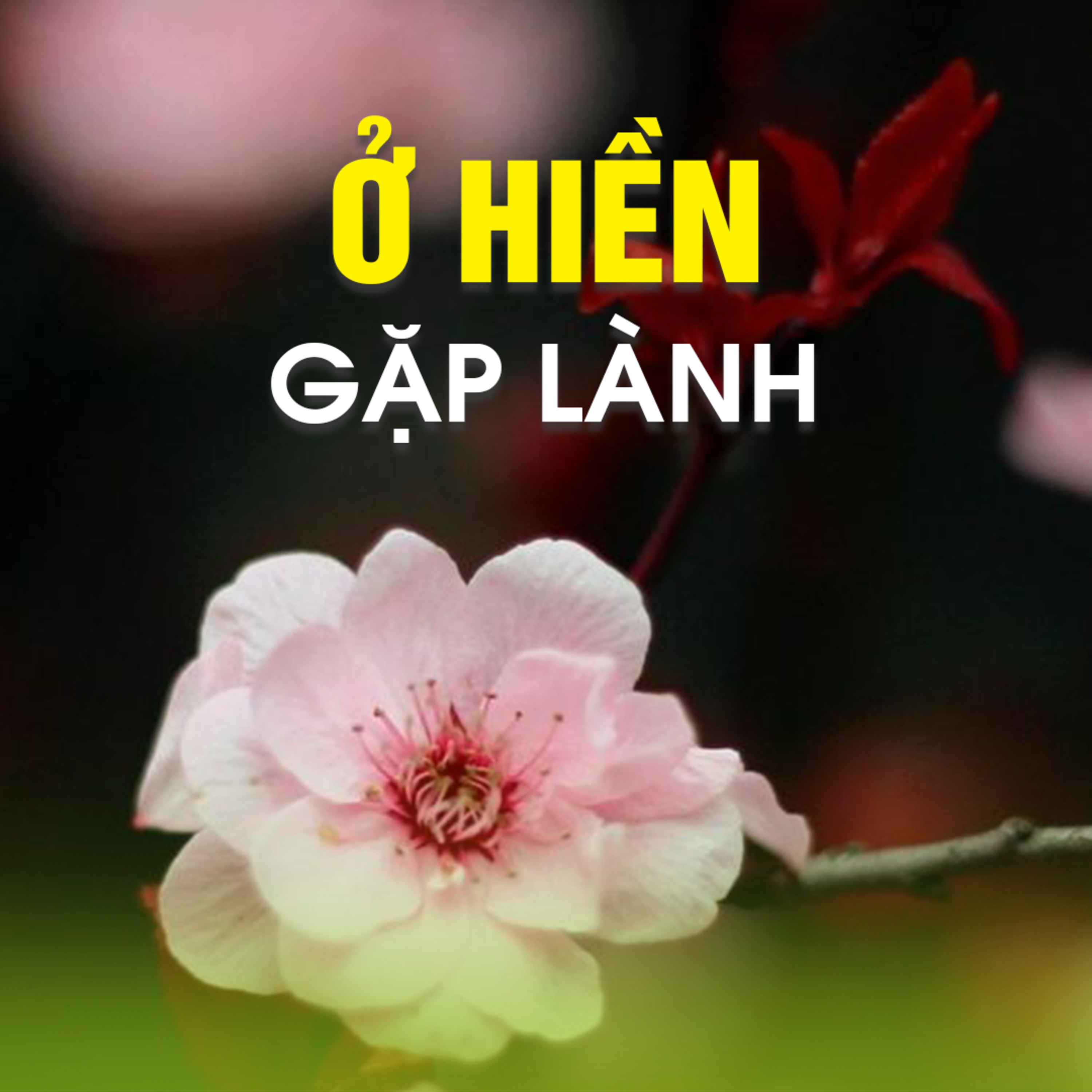 Ở HIỀN GẶP LÀNH | TT. TS. Thích Chân Quang