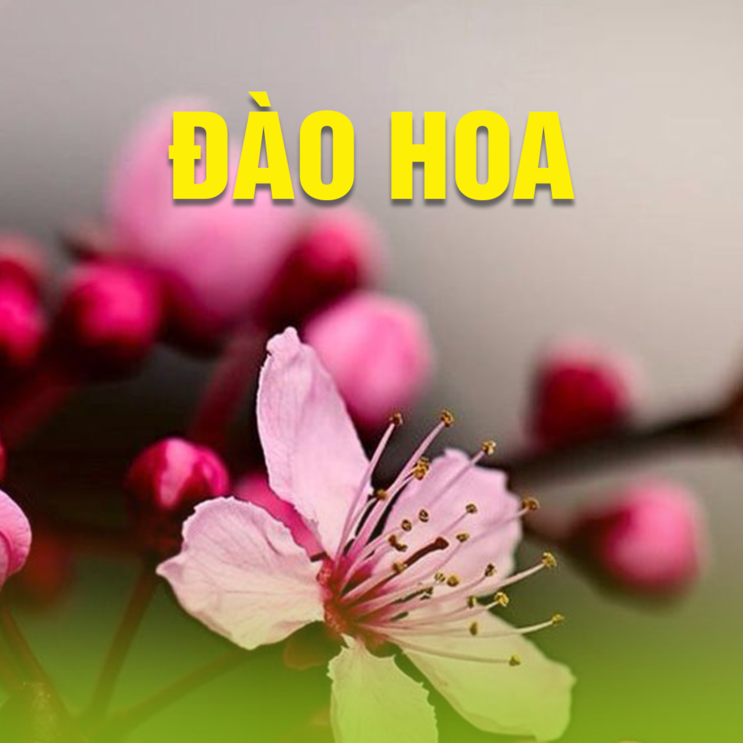 ĐÀO HOA - Pháp cú 71 | TT. TS. Thích Chân Quang episode artwork
