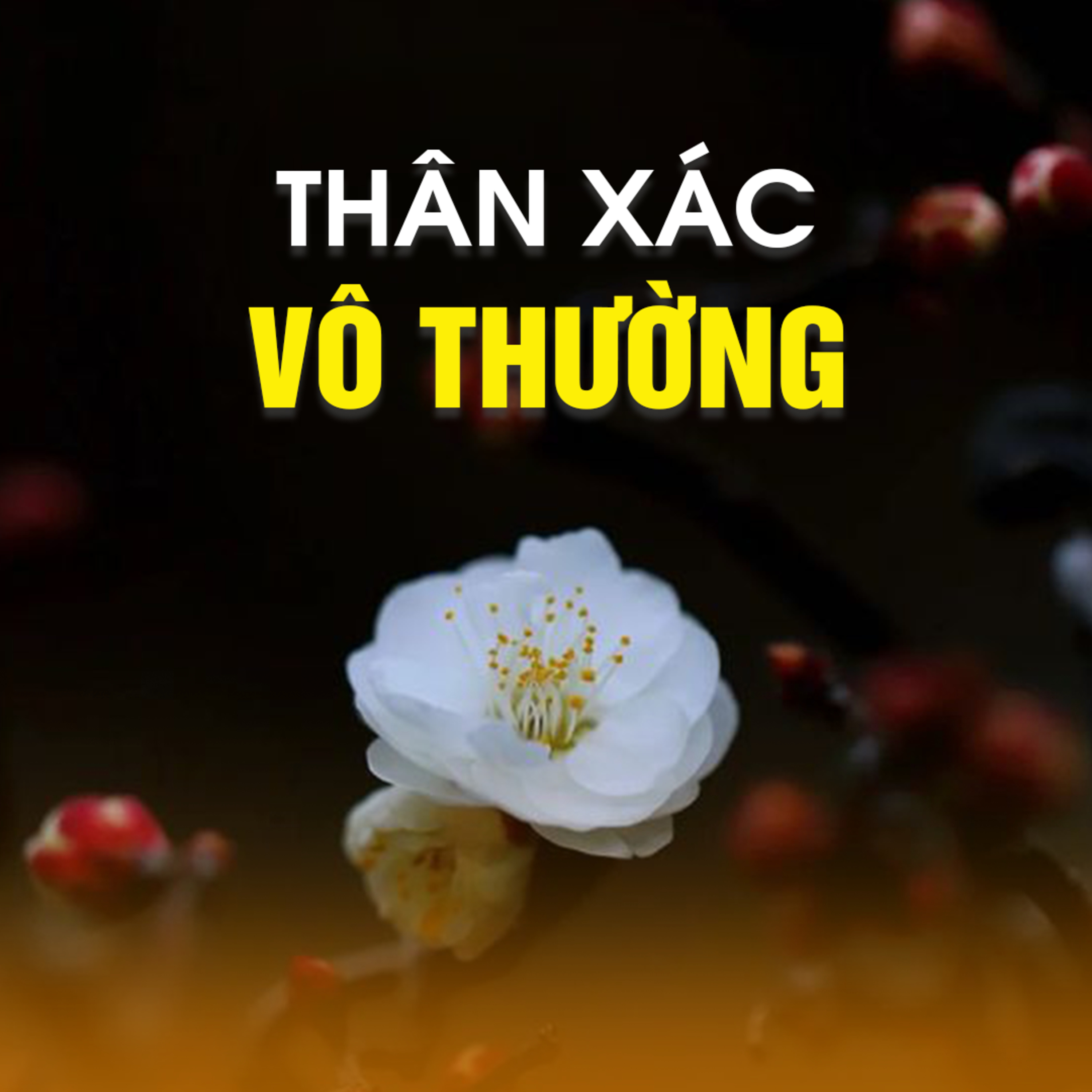 THÂN XÁC VÔ THƯỜNG - Pháp cú 48 | TT. TS. Thích Chân Quang episode artwork