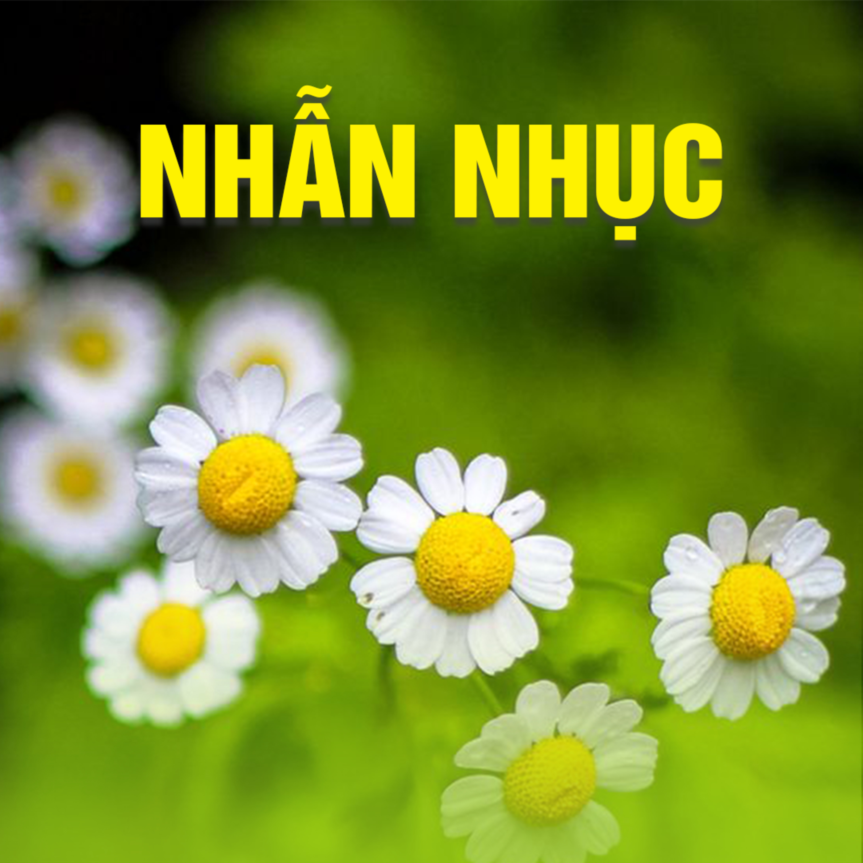 NHẪN NHỤC | TT. TS. Thích Chân Quang
