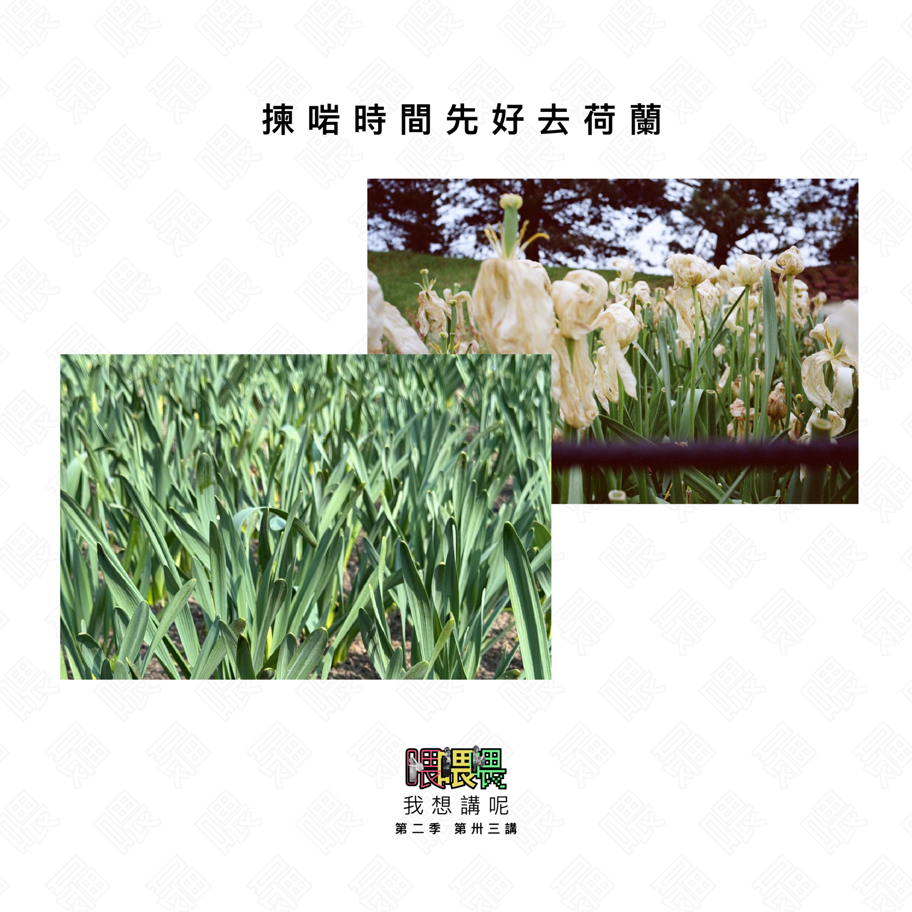 喂我想講呢