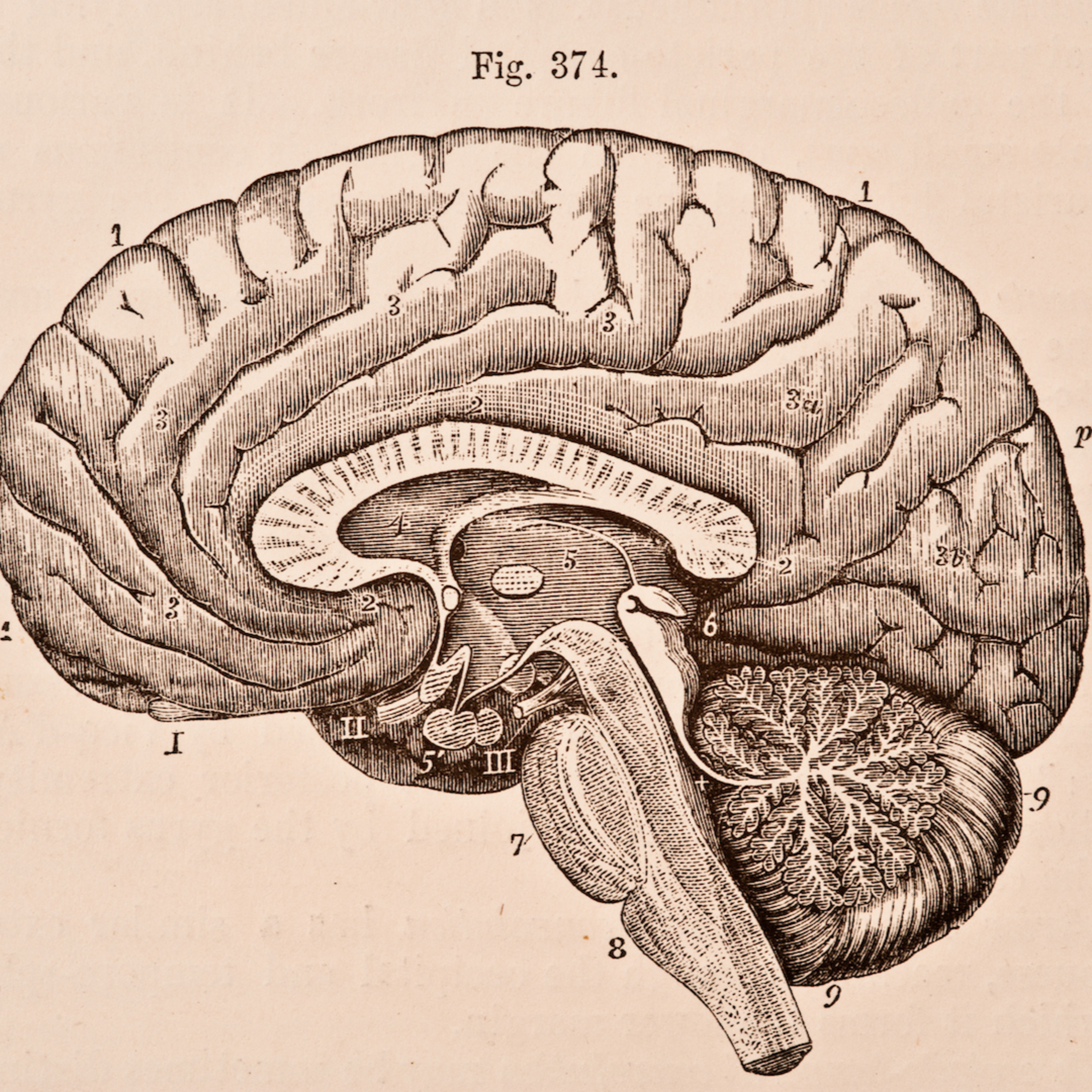 #6.5 Human Physiology - Neurons and Synapses episode artwork