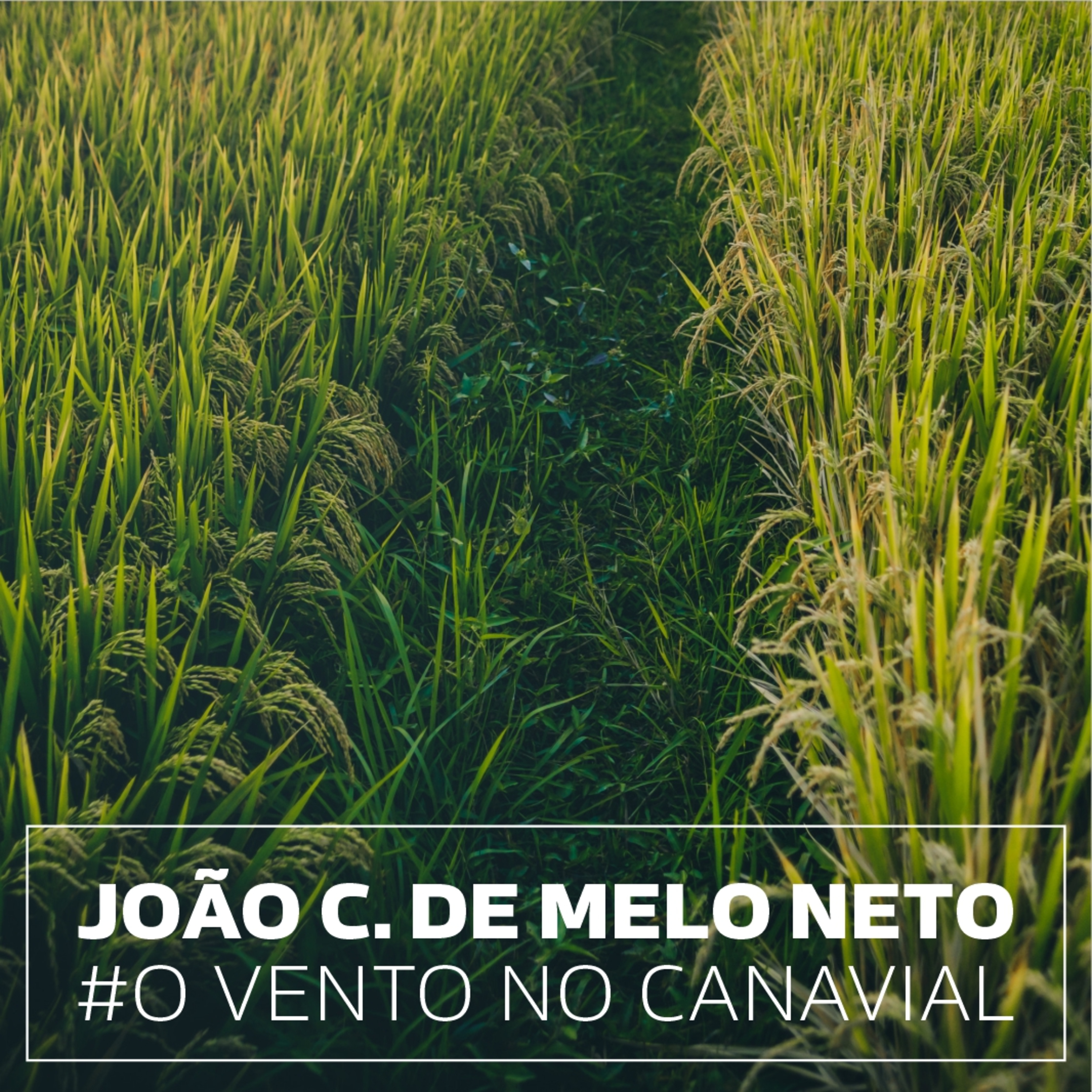 #103 joão cabral de melo neto . o vento no canavial