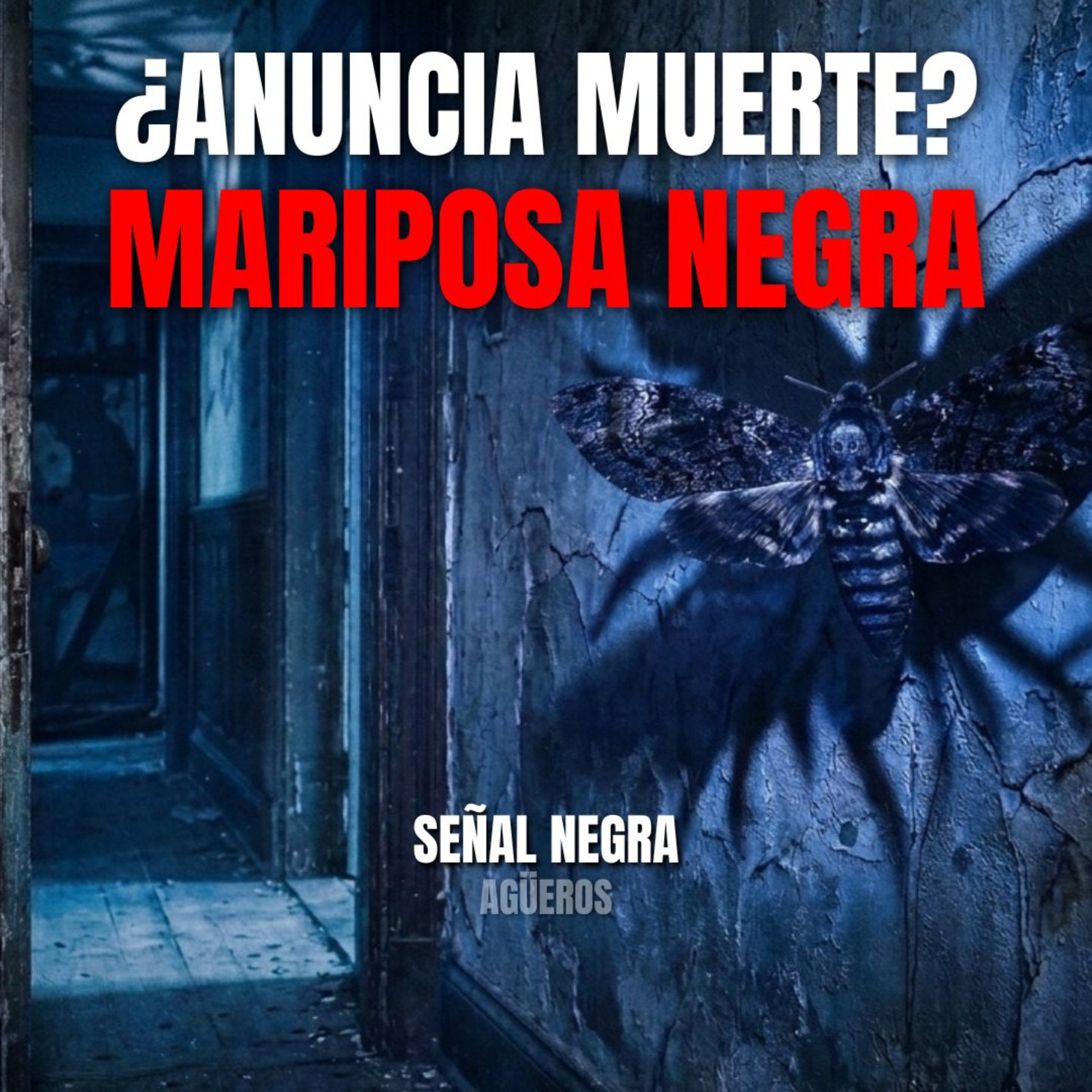 La mariposa negra: el agüero que anuncia desgracias en casa