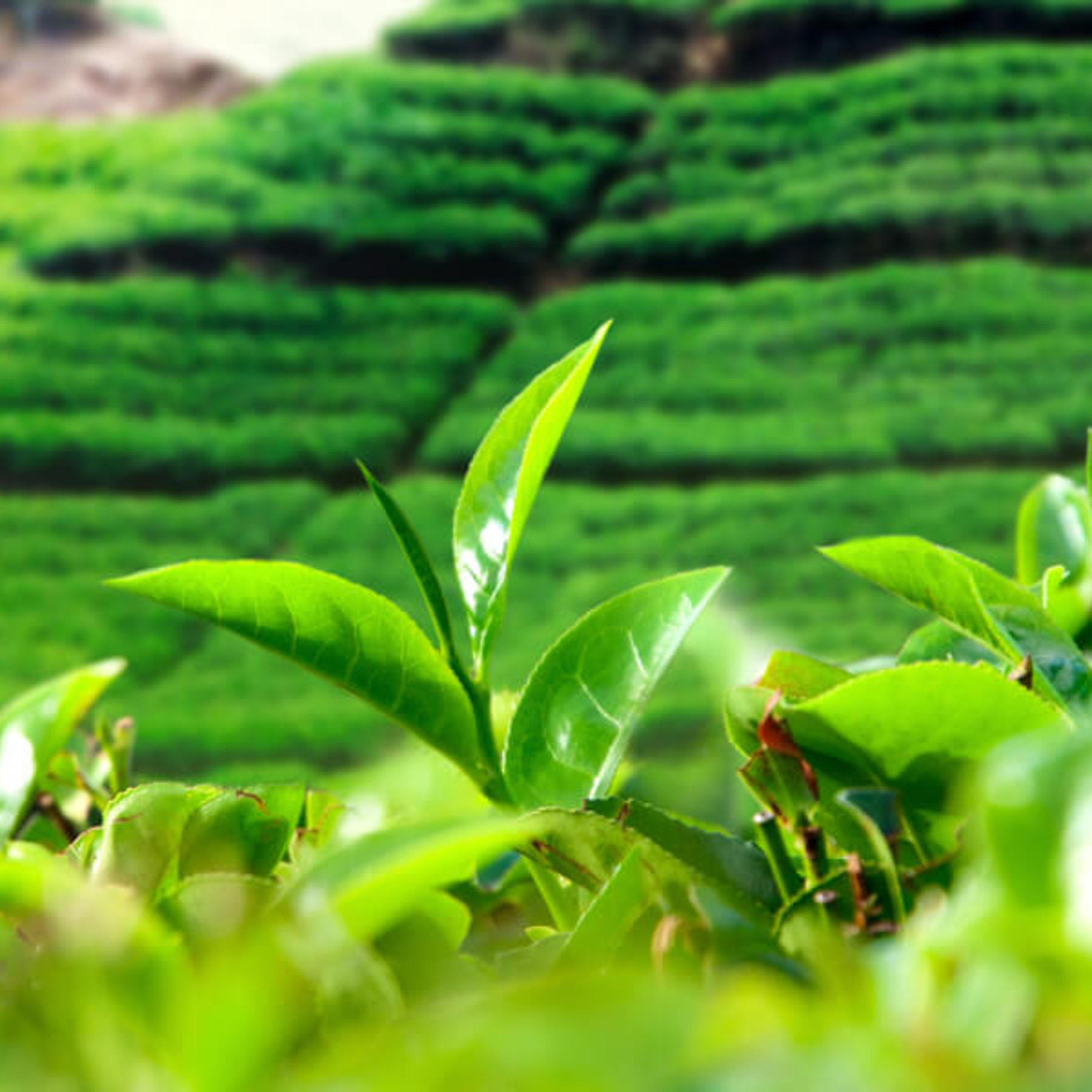 SpiriteaDrinks - A Podcast Journey through Tea, Teapots, Drinks, and Food