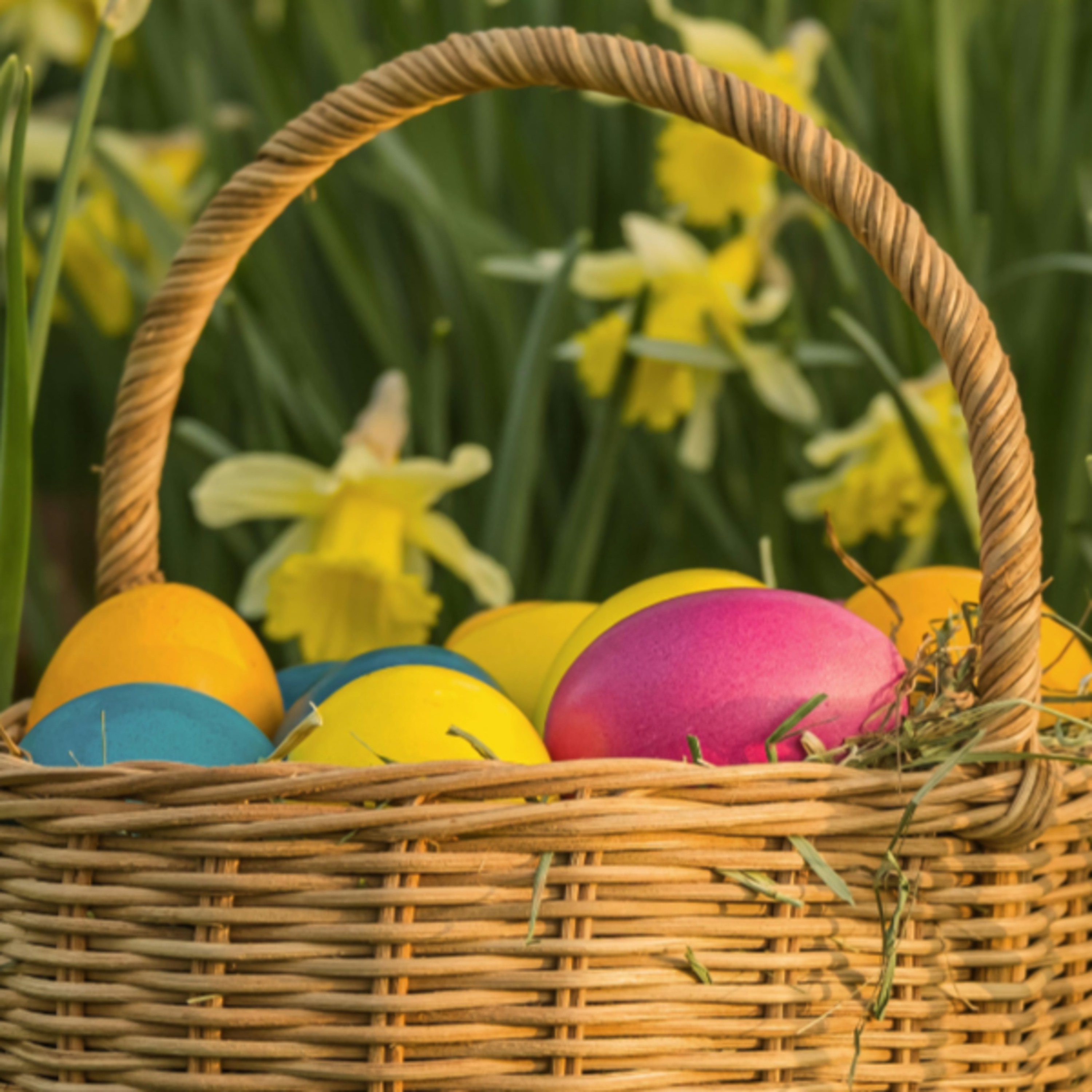Cerco un ovetto! 🐥 - Poesia di Pasqua
