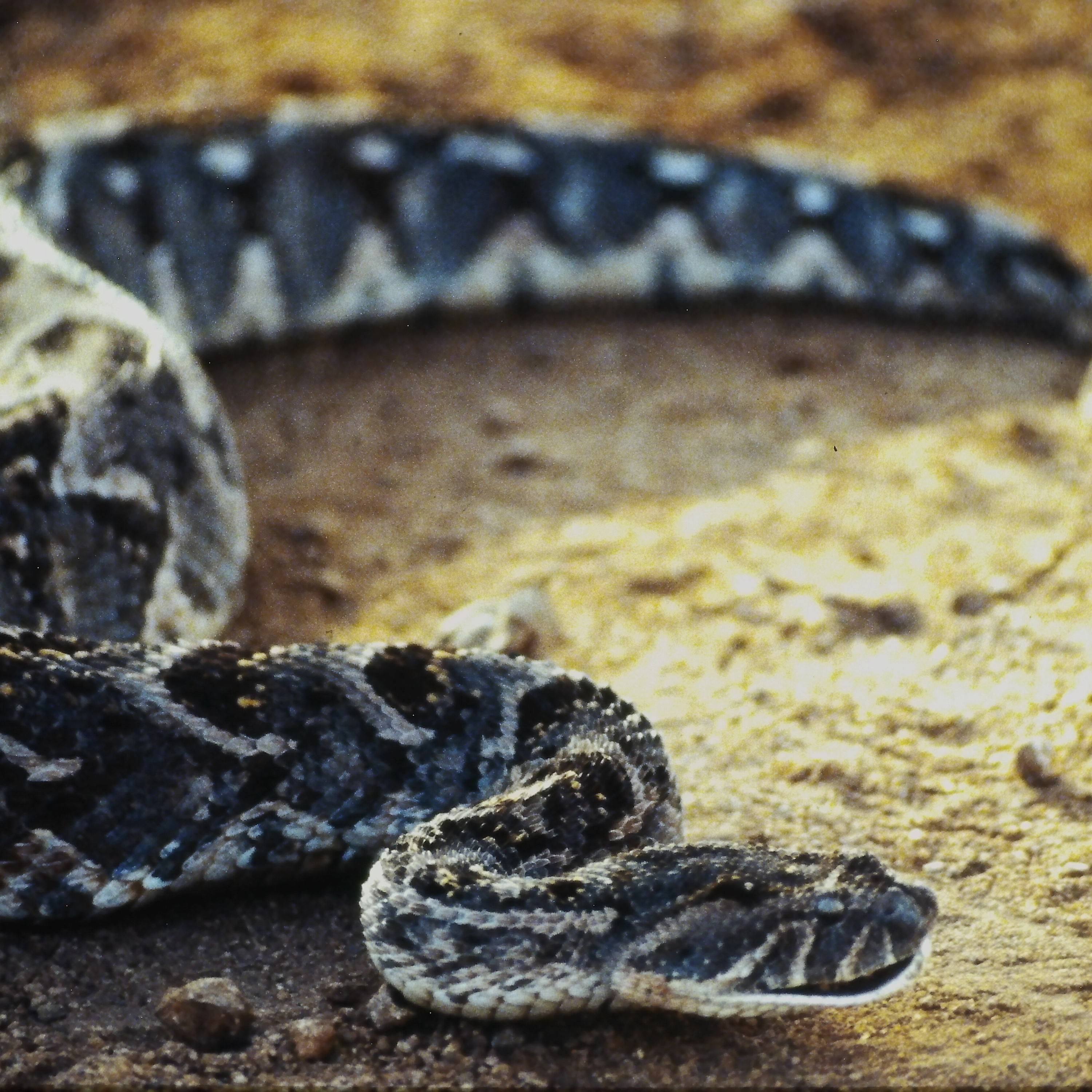 Venomous NOT Poisonous