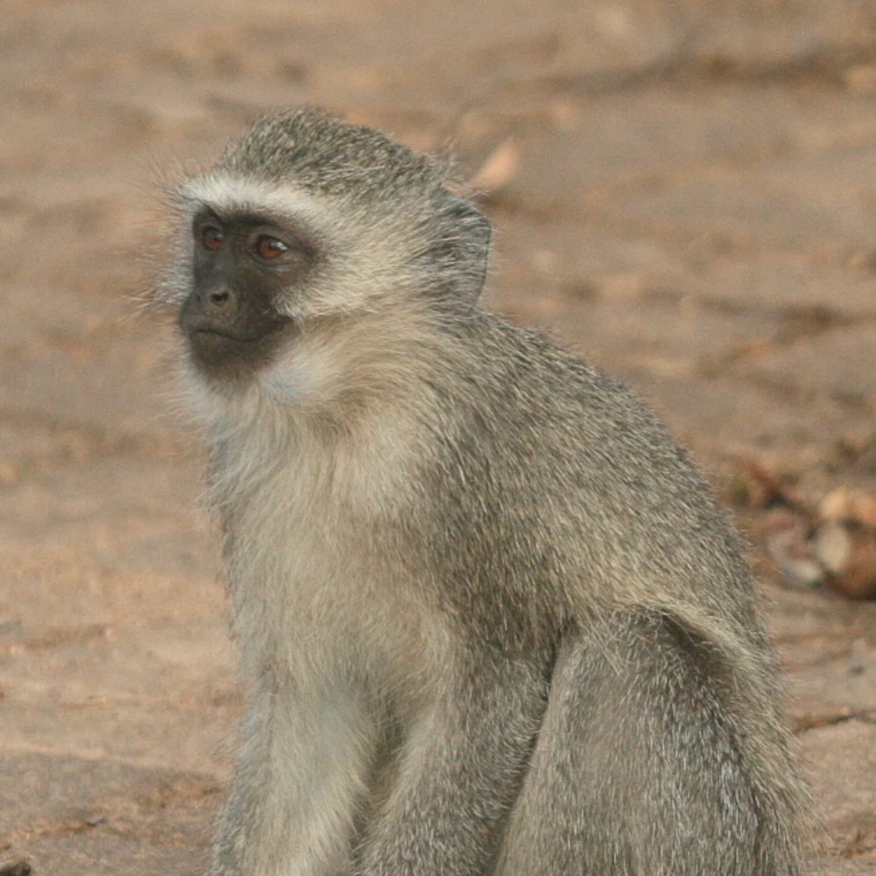The Old Naturalist on Safari