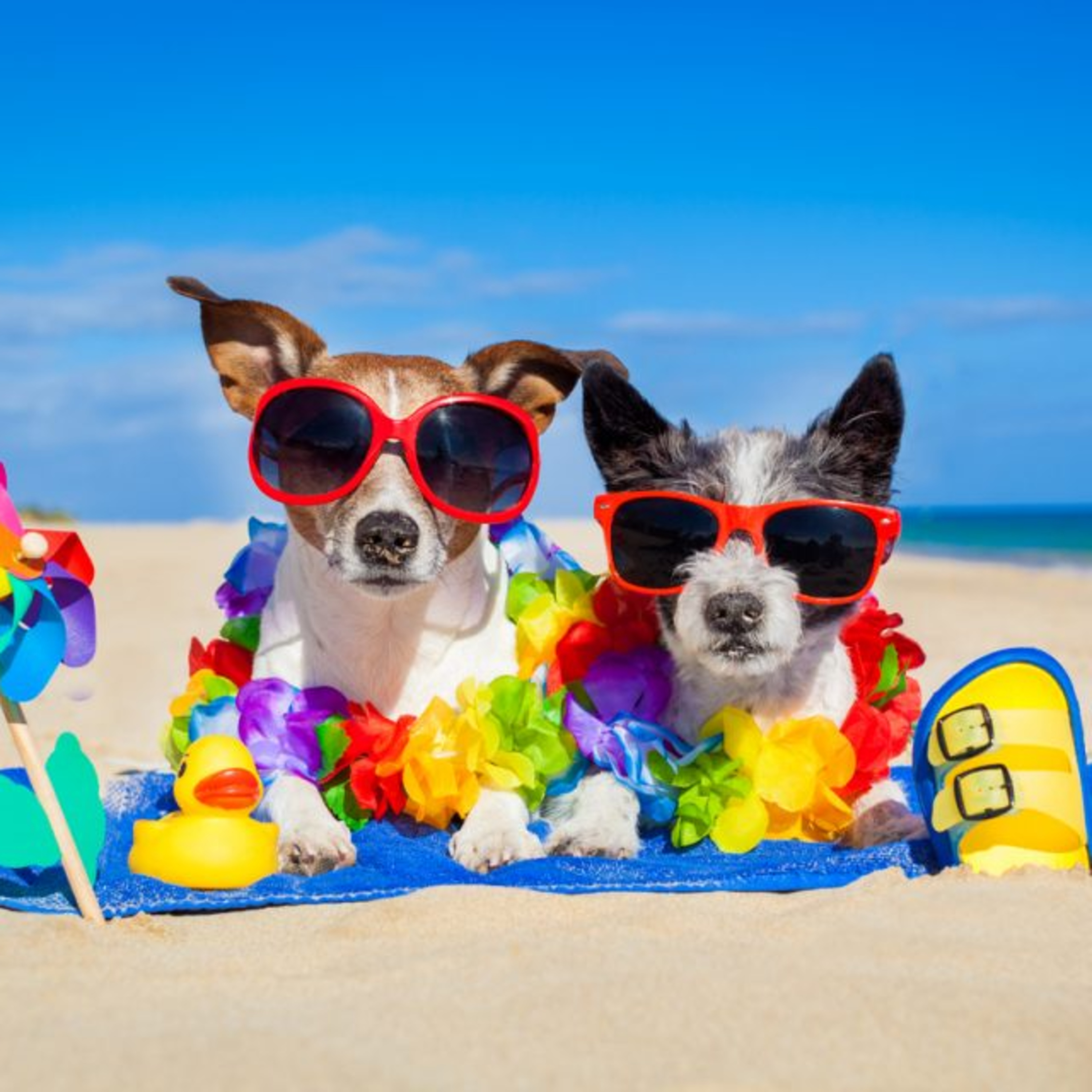The Space Coast Pet Podcast