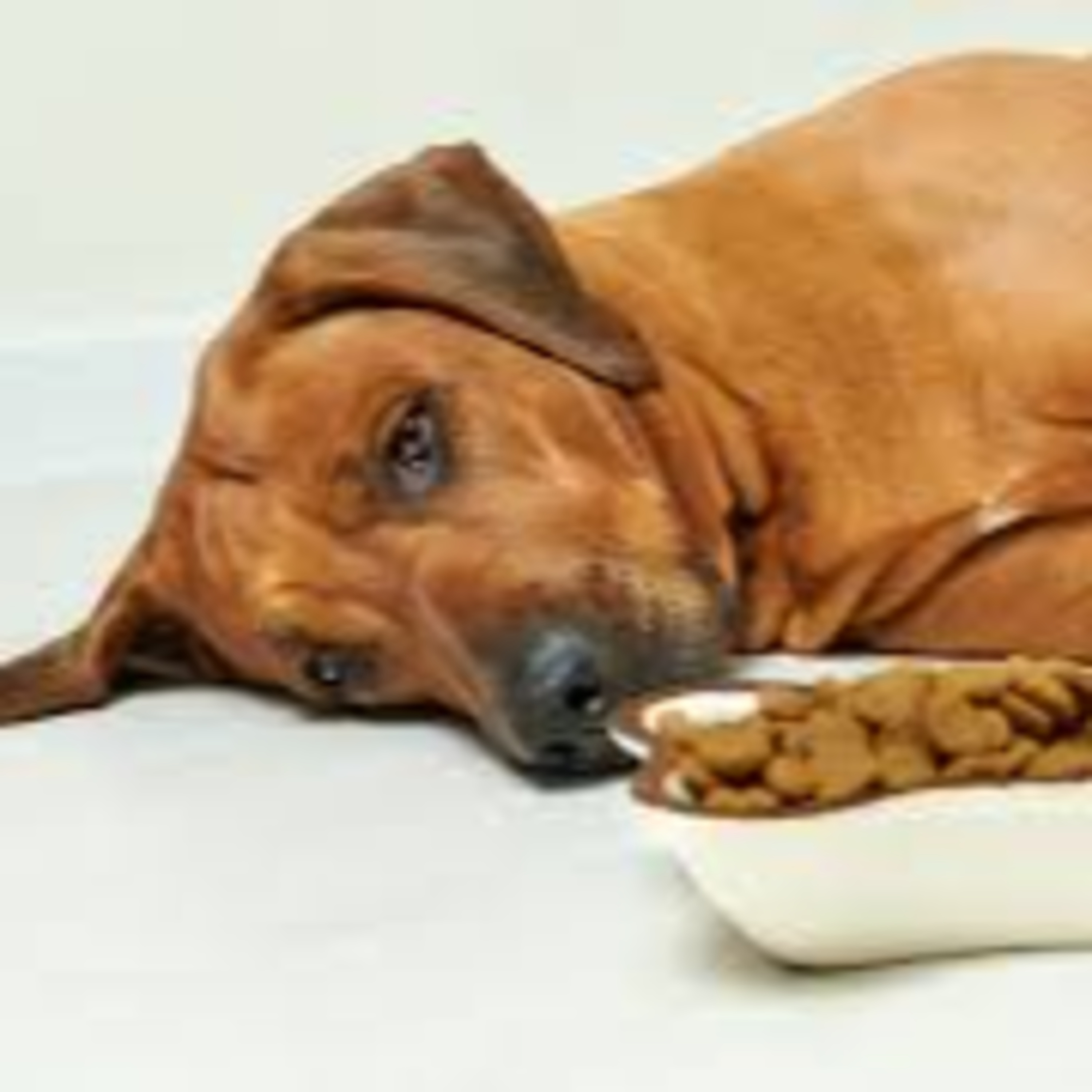 The Space Coast Pet Podcast