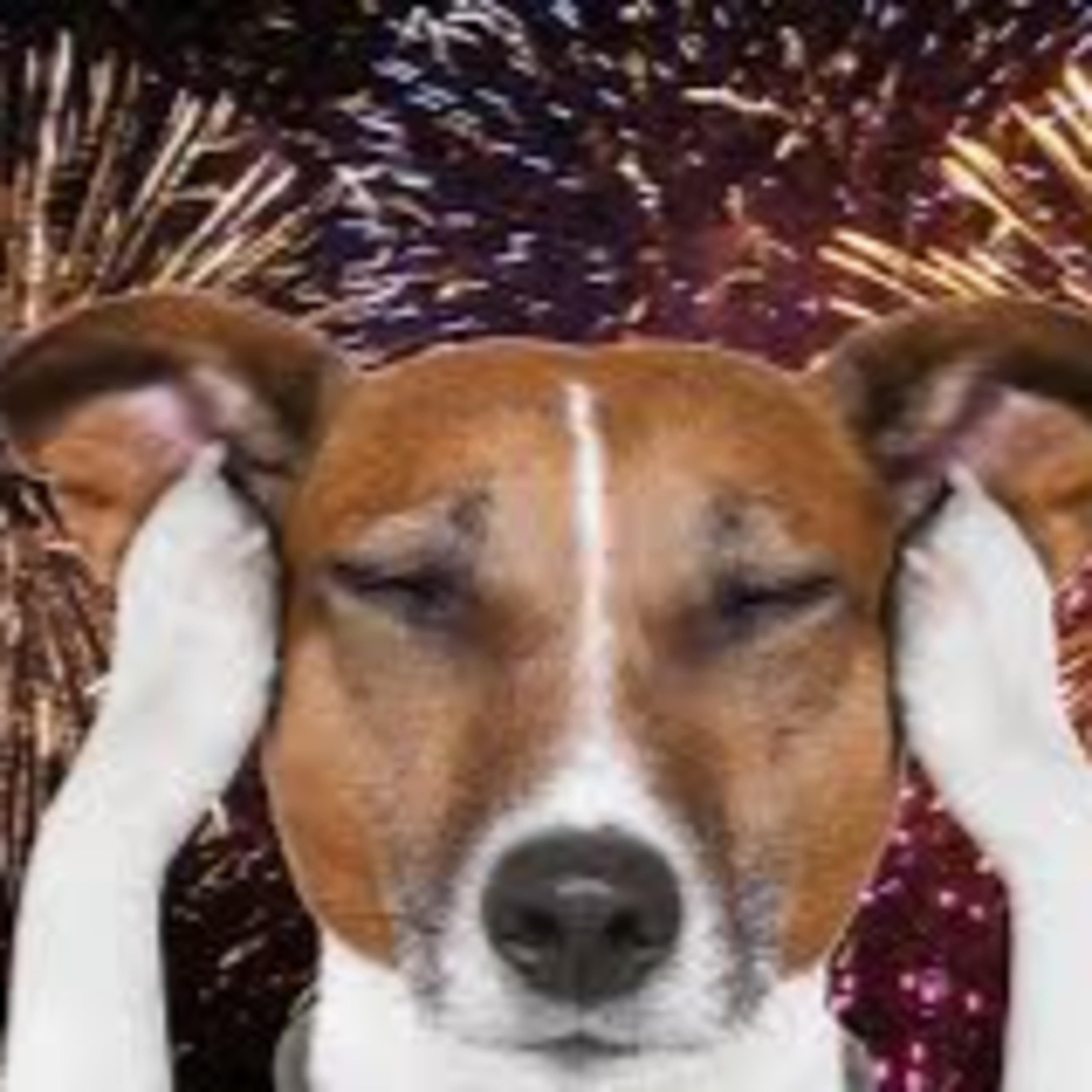 The Space Coast Pet Podcast