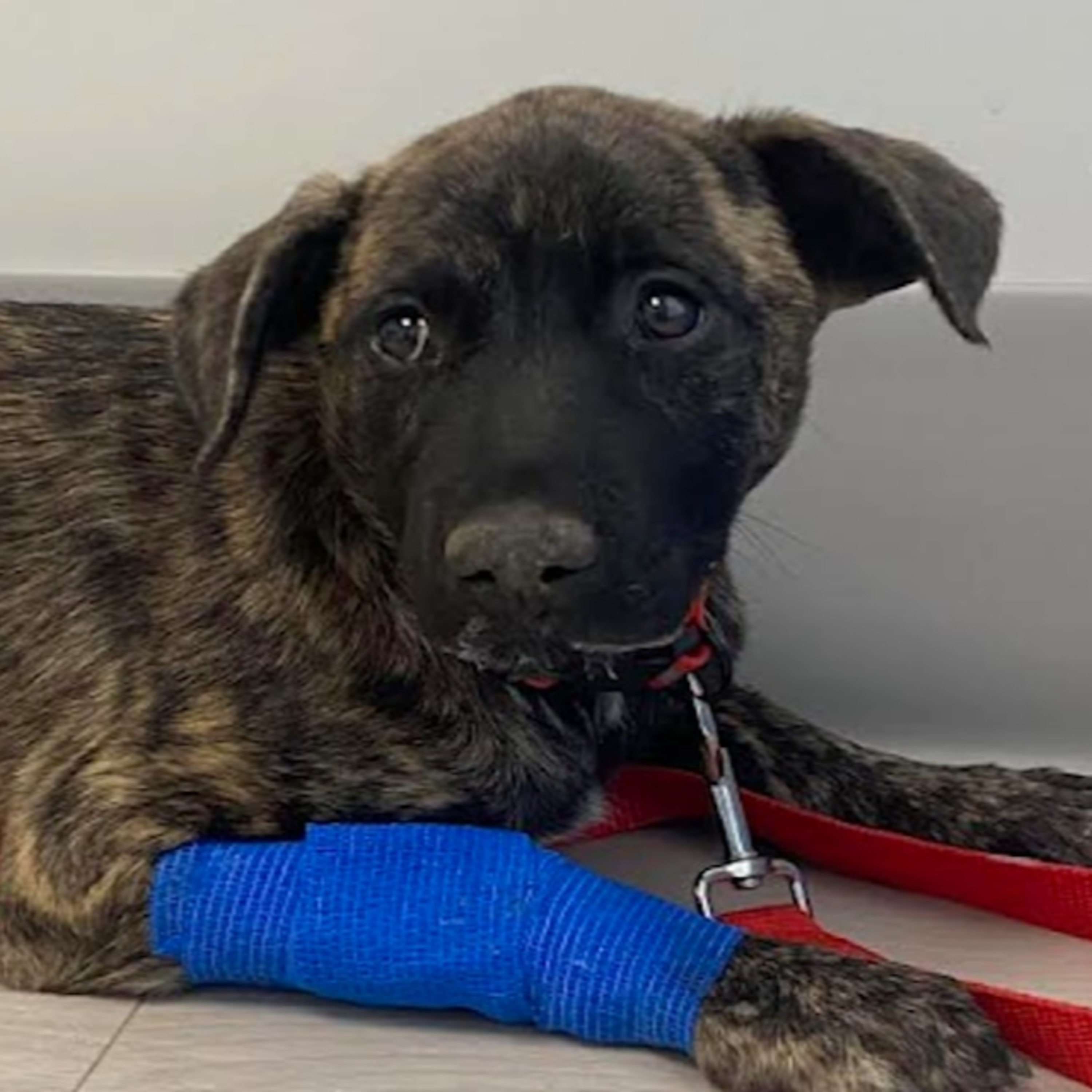 Dog parvo outbreak and the troubling reasons behind it