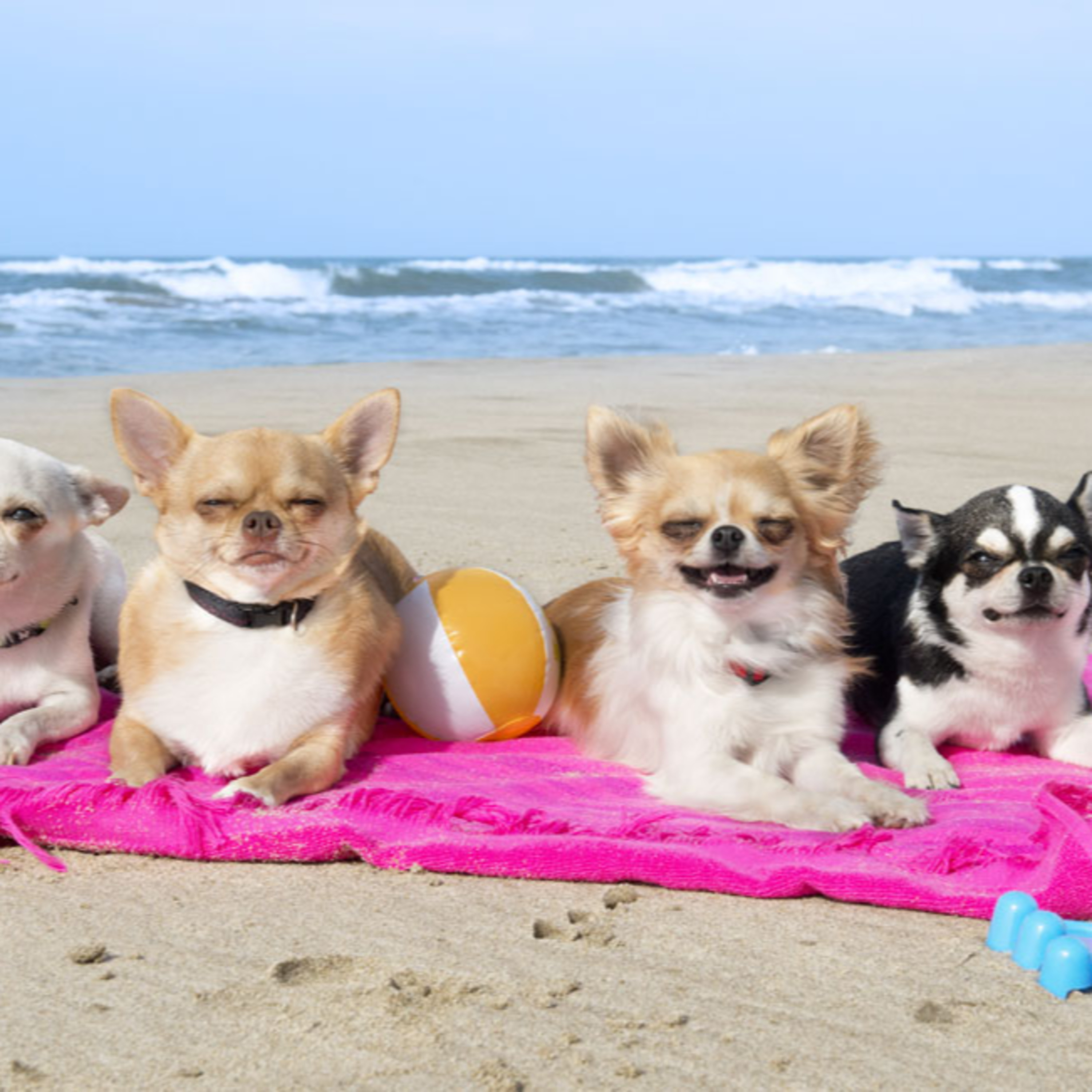 Preparing pets for a safe and healthy summer