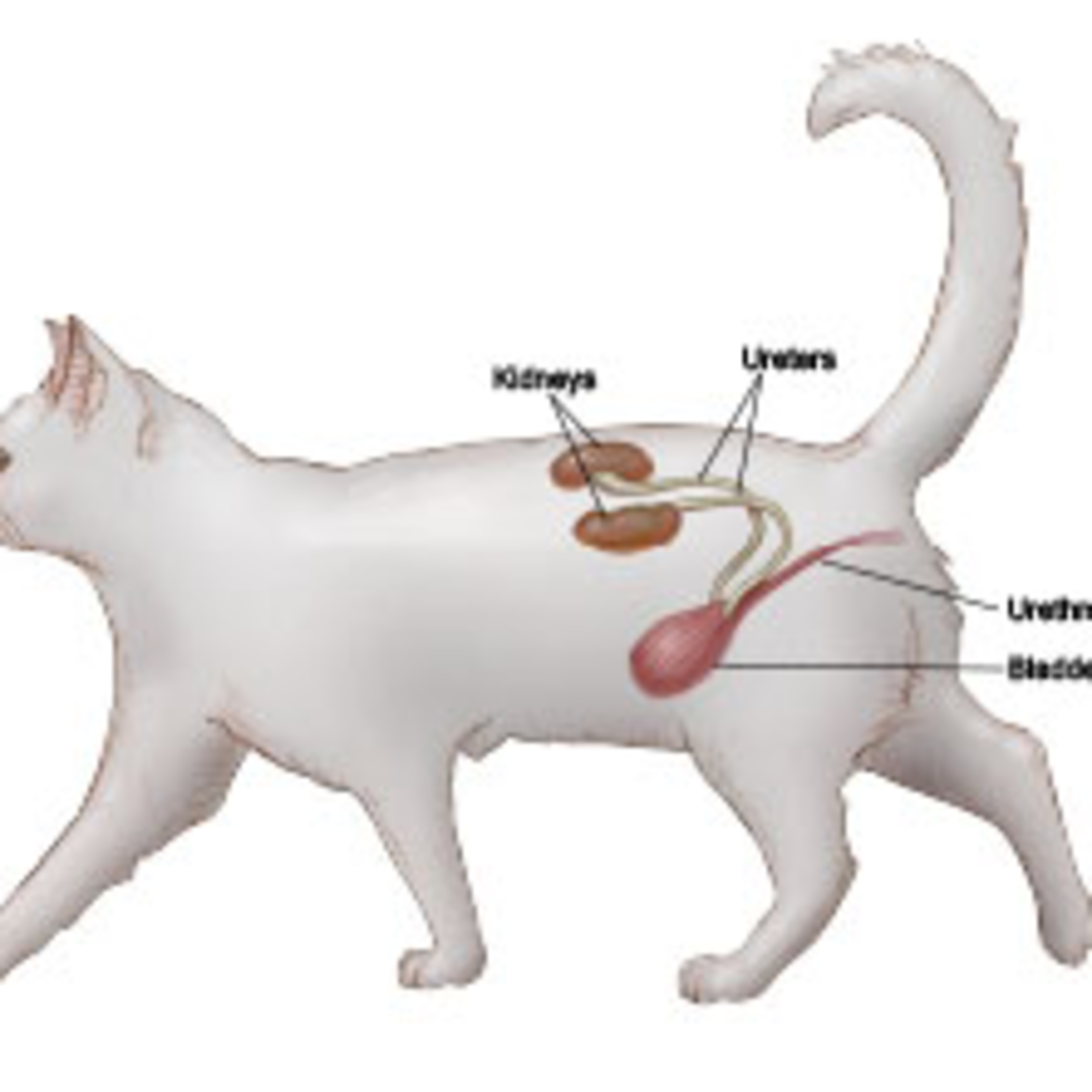 Everything you need to know about kidney failure in cats