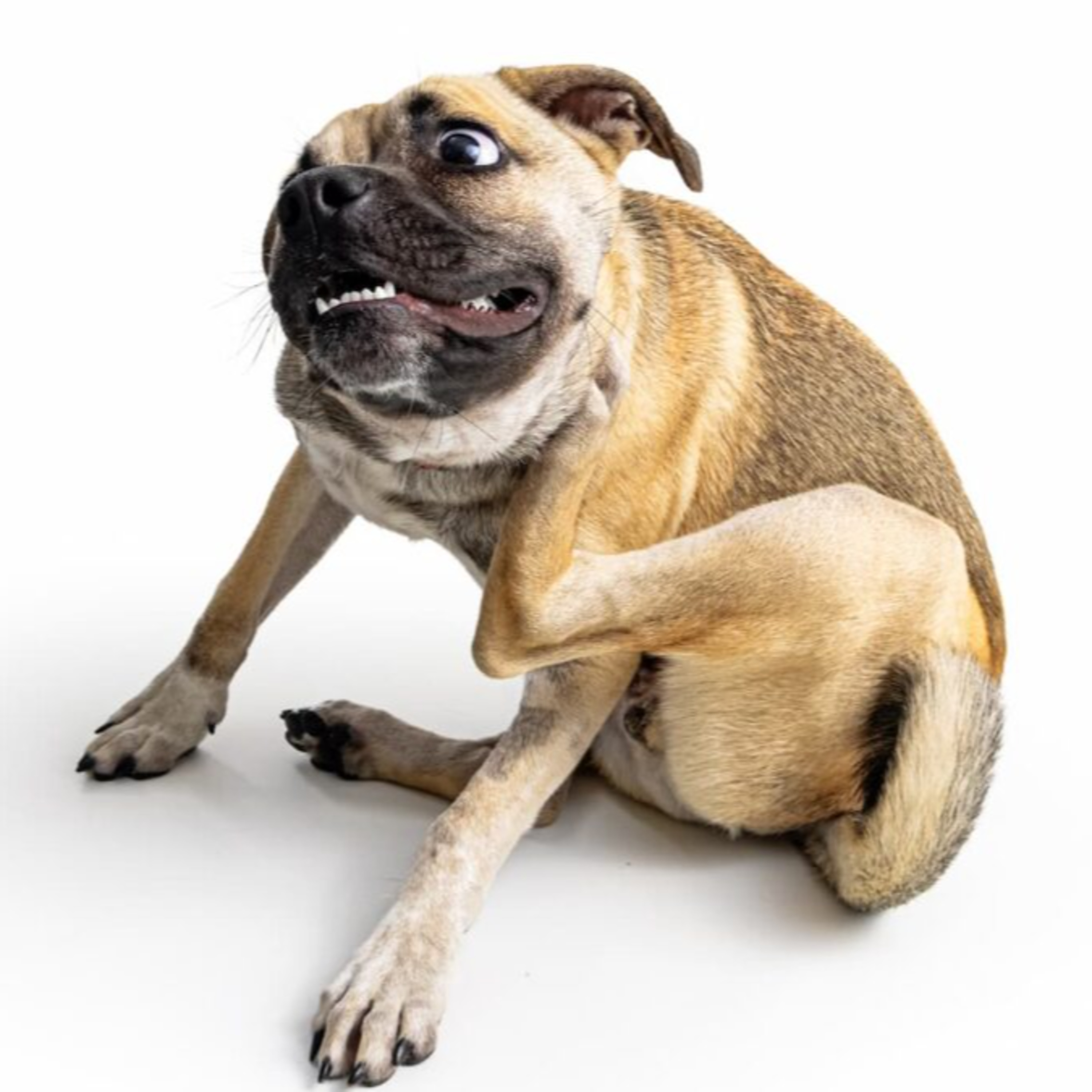 What can I do to help my itchy dog???